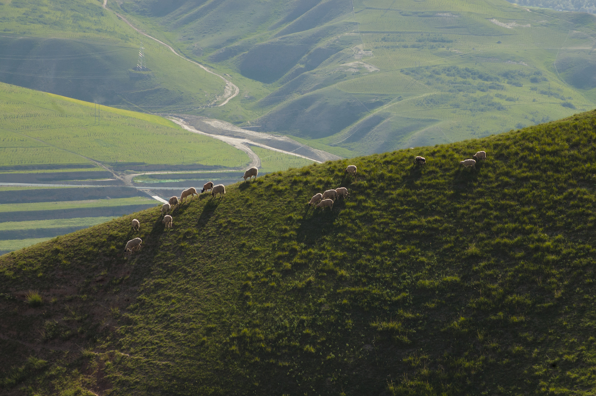 Nikon D70s sample photo. Sheep on the slope photography