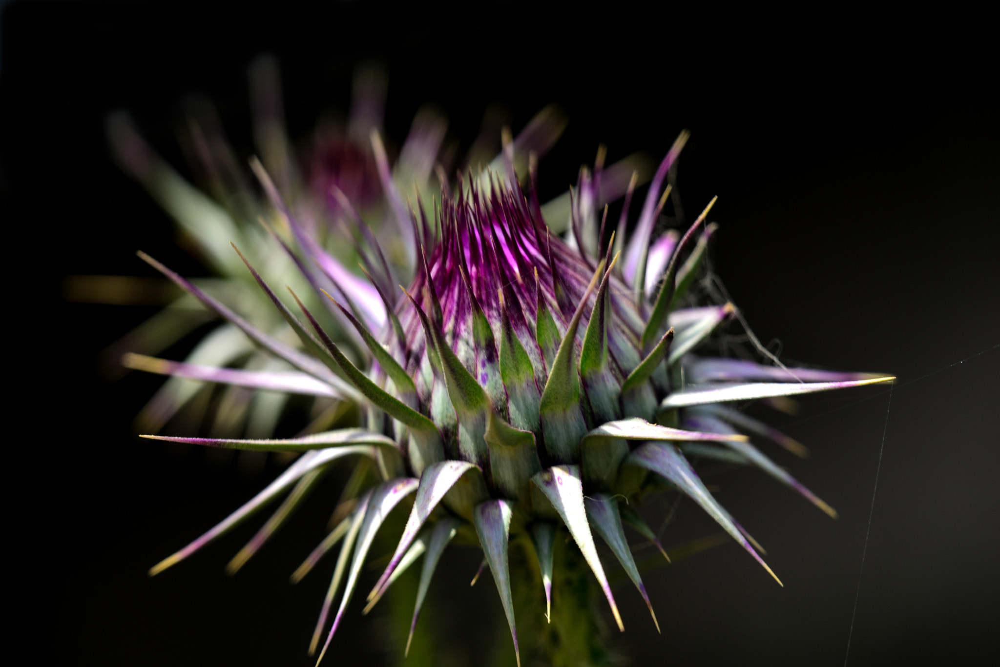 Sigma 150mm F2.8 EX DG Macro HSM sample photo