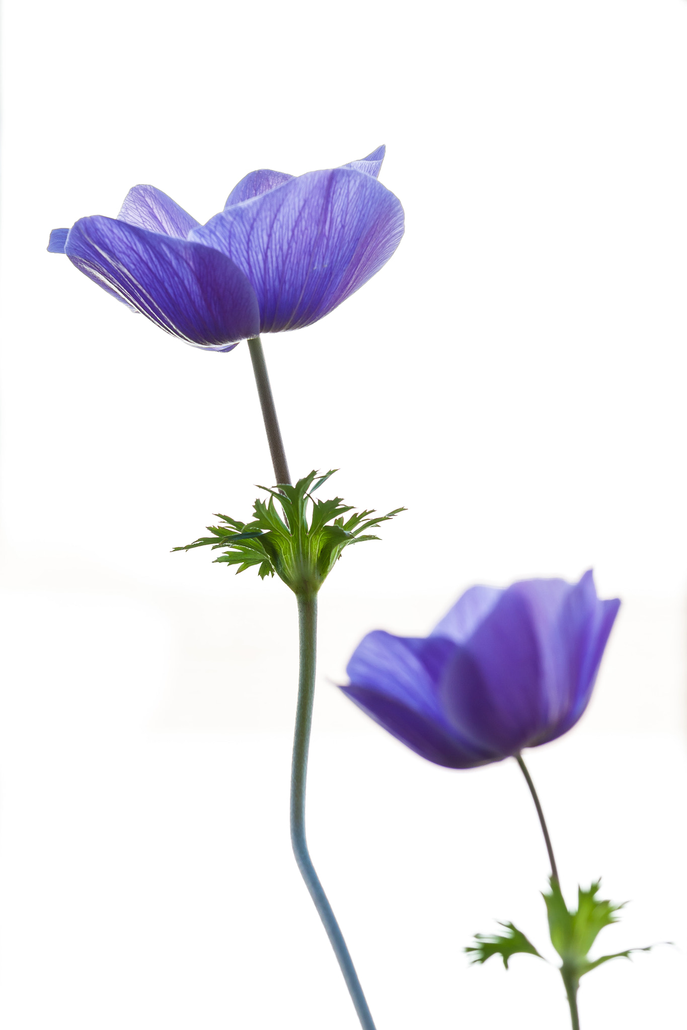 Canon EOS 50D + Canon EF 70-200mm F4L IS USM sample photo. Anemone photography