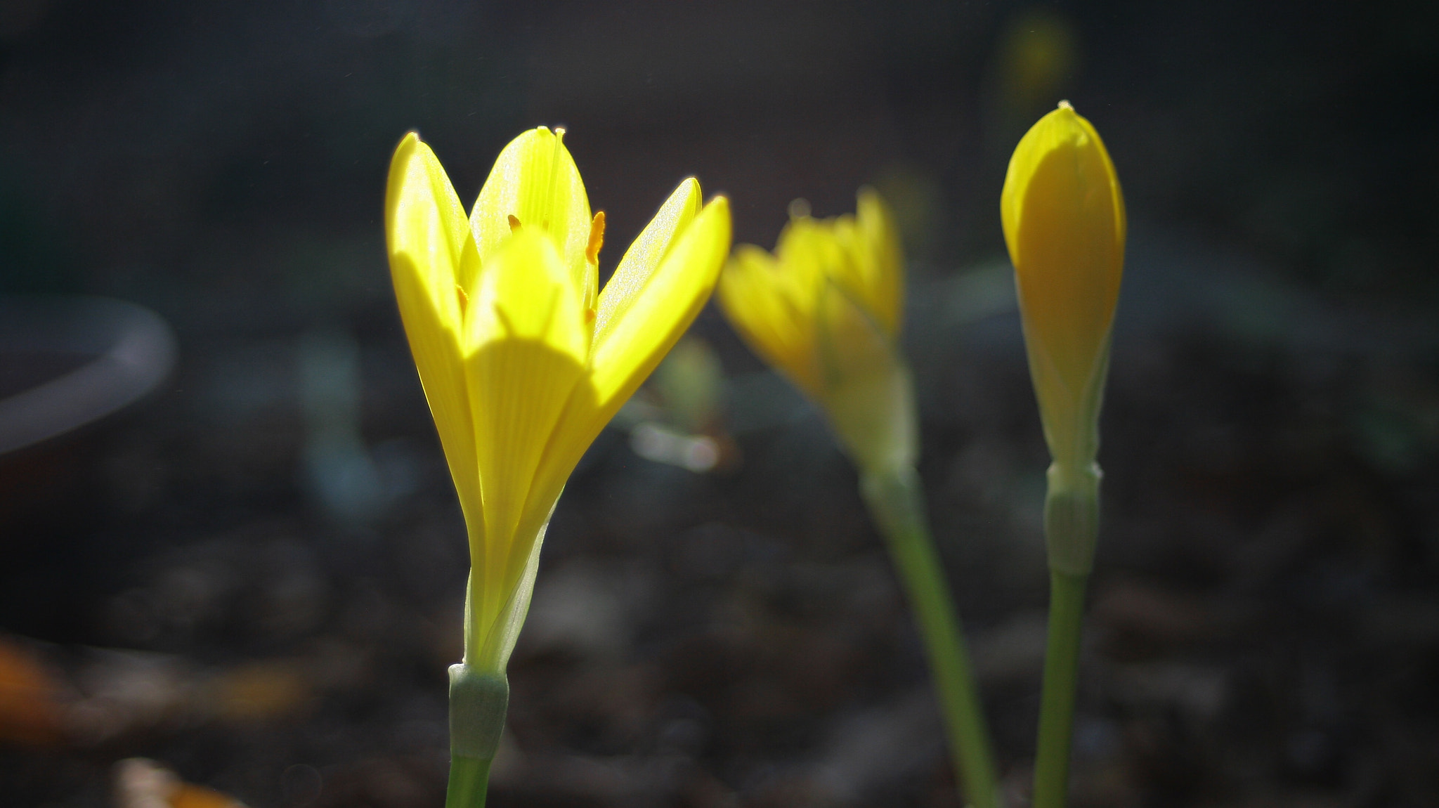 Canon EOS 400D (EOS Digital Rebel XTi / EOS Kiss Digital X) sample photo. Yellow flower photography