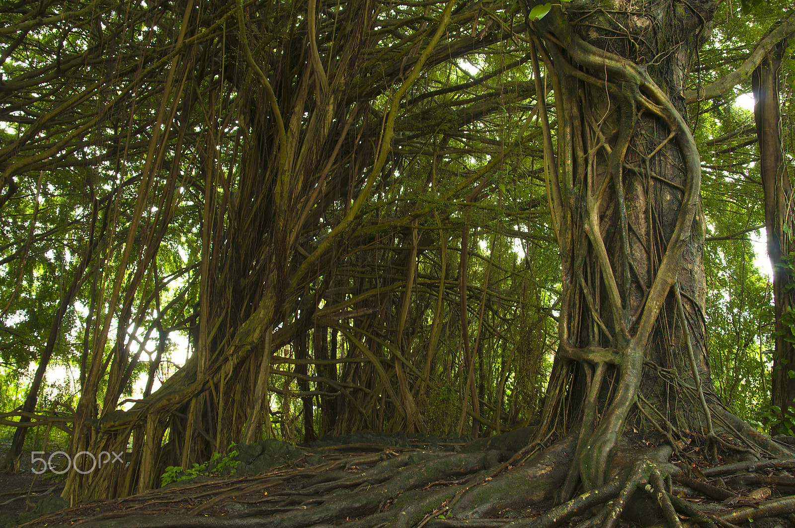 Sigma 28-300mm F3.5-6.3 DG Macro sample photo. Banyan tree forest photography