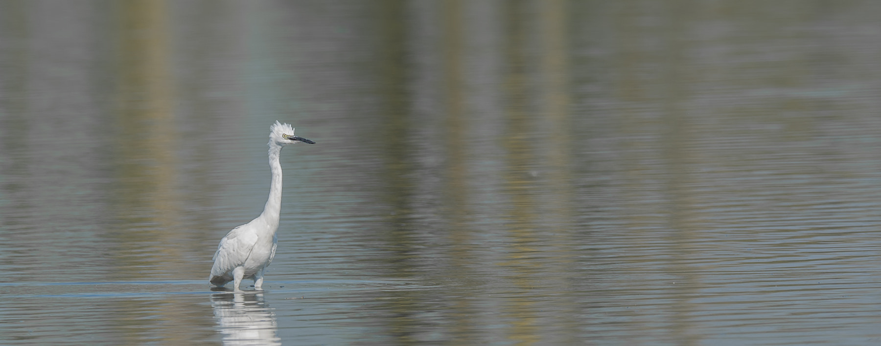 Nikon D7100 + Nikon AF-S Nikkor 500mm F4G ED VR sample photo. Kleine zilverreiger - little egret photography