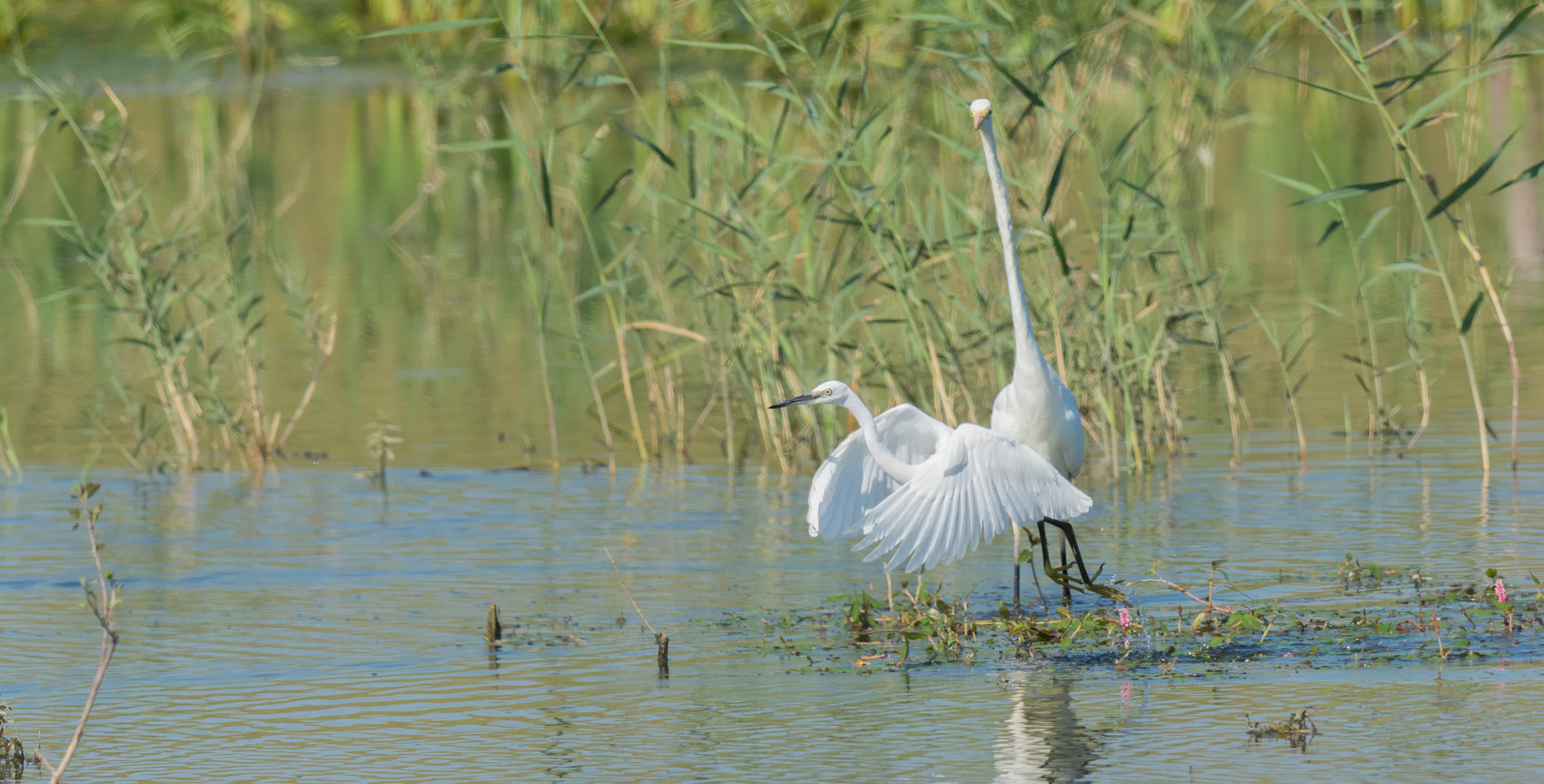 Nikon D7100 + Nikon AF-S Nikkor 500mm F4G ED VR sample photo. Grote en kleine zilverreiger photography