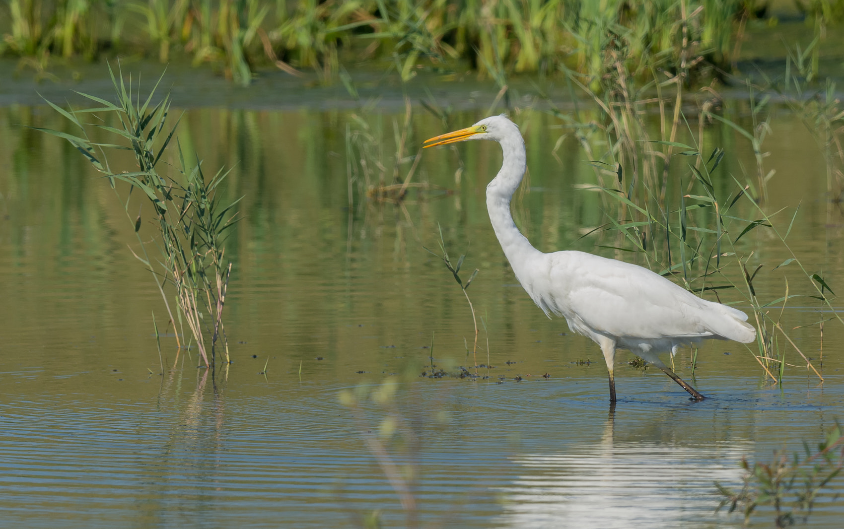 Nikon D7100 + Nikon AF-S Nikkor 500mm F4G ED VR sample photo. Grote zilverreiger - great egret photography