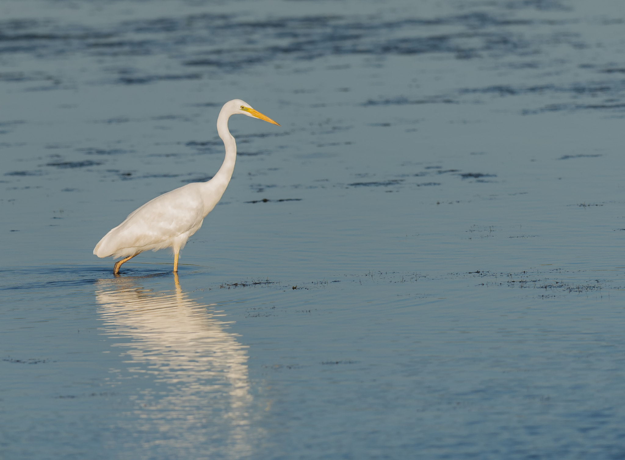 Nikon D4 sample photo. Grote zilverreiger - great egret photography