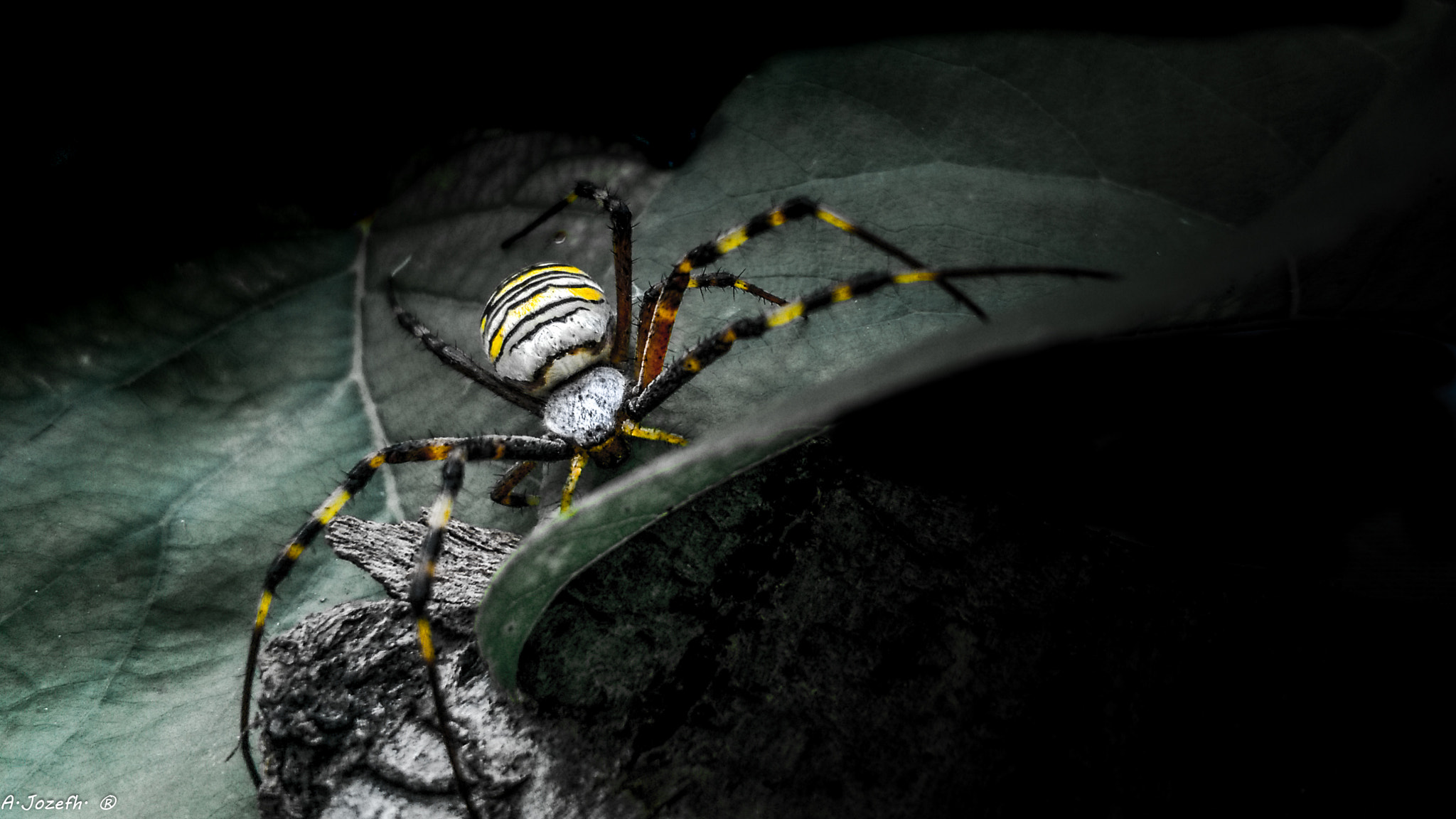 Nokia Lumia 735 sample photo. Argiope bruennichi photography