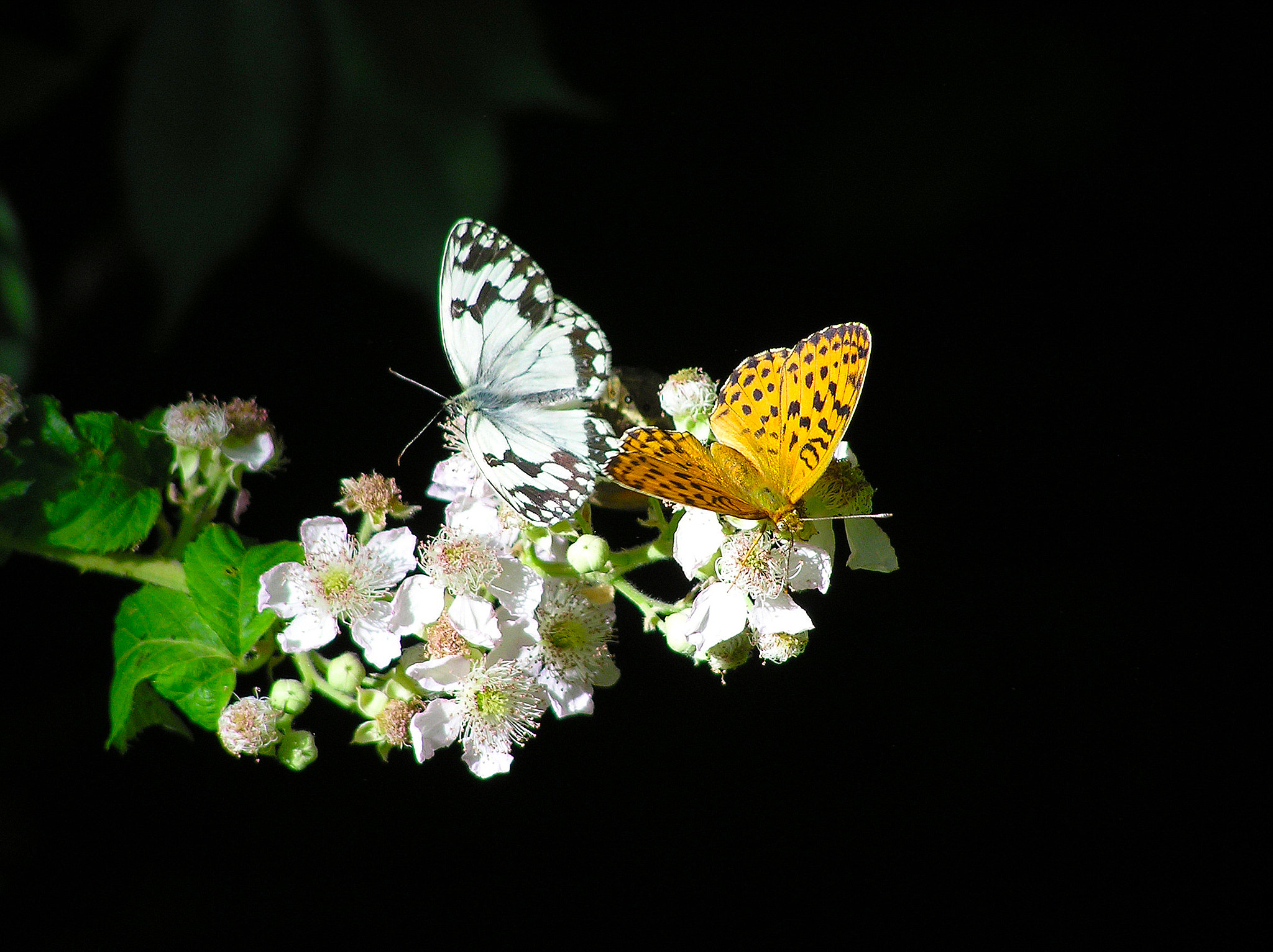 Olympus C750UZ sample photo. Butterflyes on flowers photography