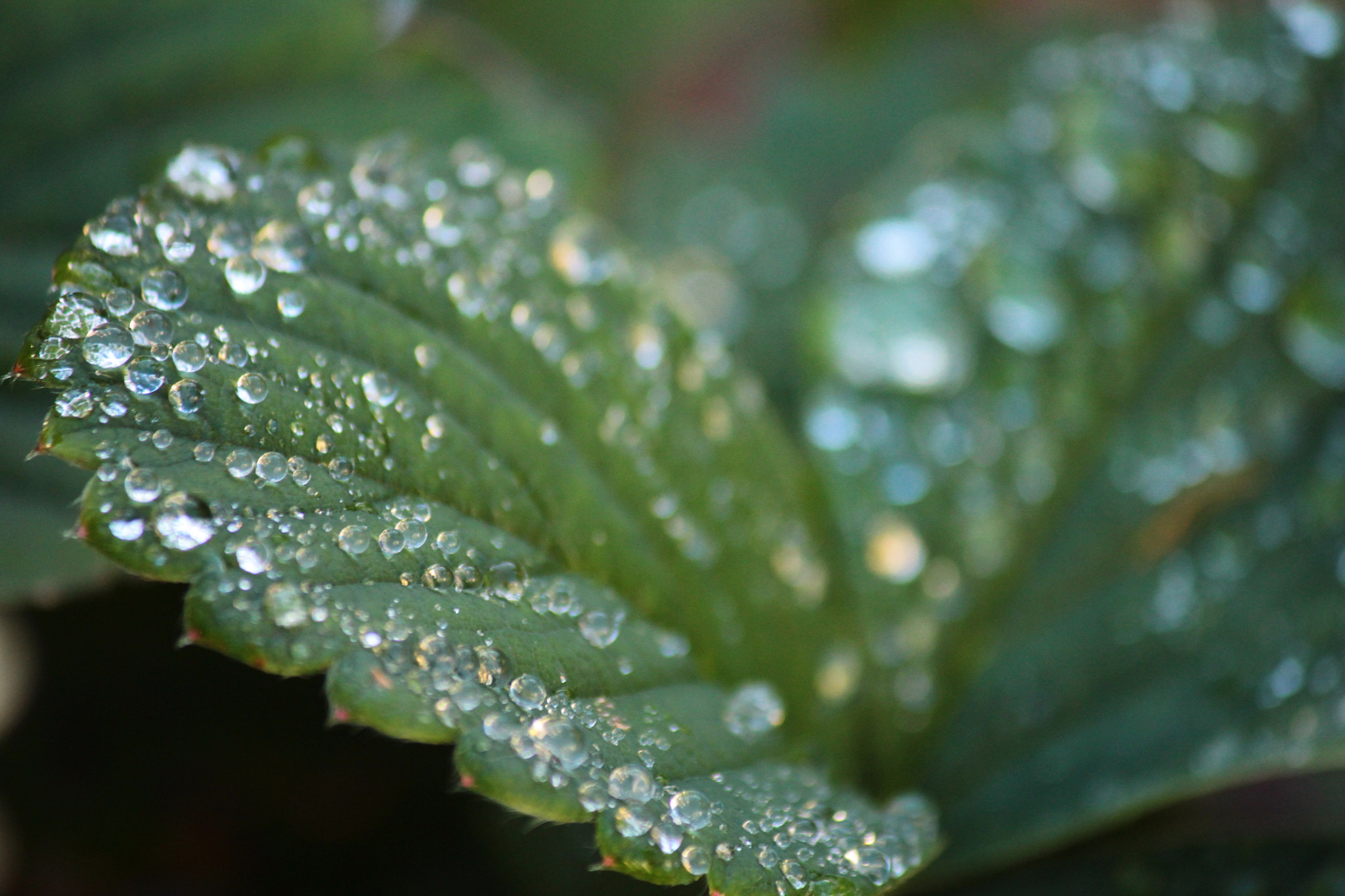 Canon EF-S 55-250mm F4-5.6 IS II sample photo. Sparkle photography
