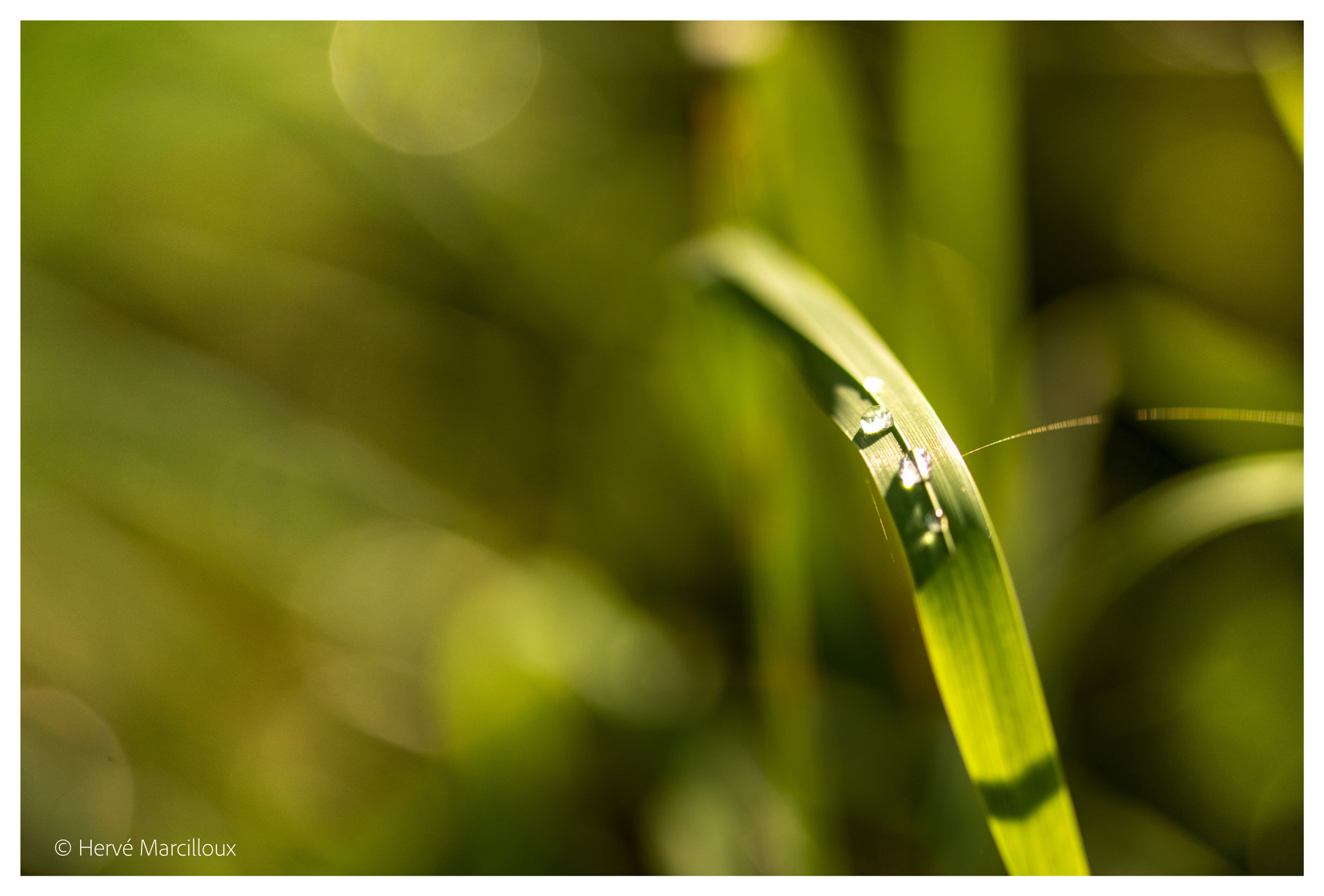 Sony SLT-A77 + 105mm F2.8 sample photo. Green photography