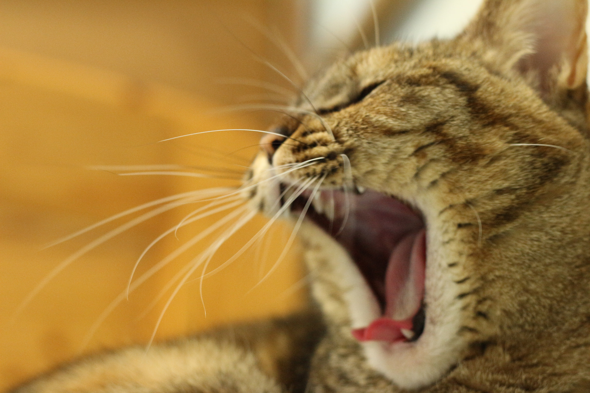Canon EOS 700D (EOS Rebel T5i / EOS Kiss X7i) sample photo. My cat☆☆ photography