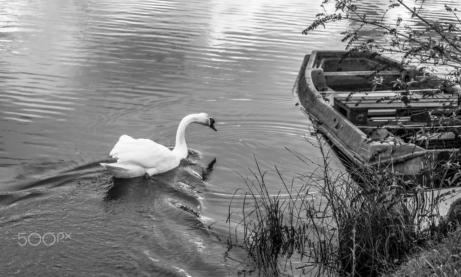 Sigma 105mm F2.8 EX DG OS HSM sample photo. Faune diverse photography