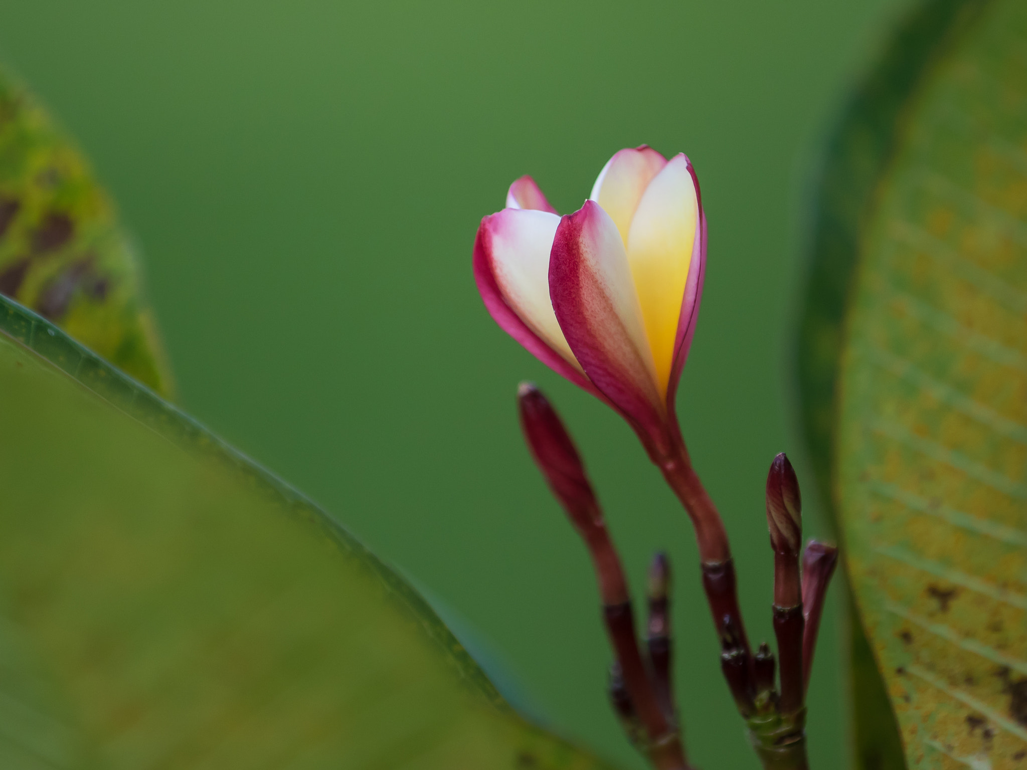 Canon EF 80-200mm f/2.8L sample photo. Flower photography