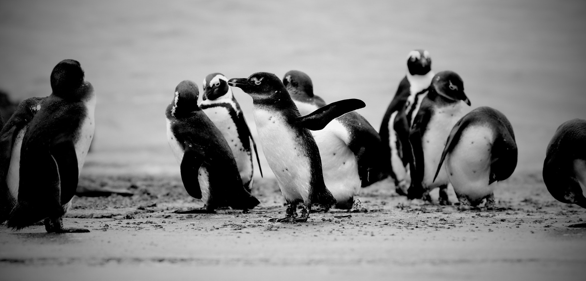 Pentax smc DA* 300mm F4.0 ED (IF) SDM sample photo. Penguin hails a taxi photography