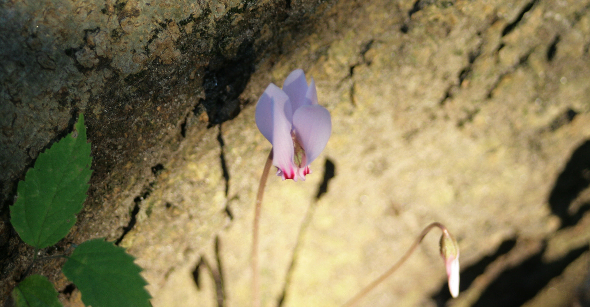 Canon EOS 400D (EOS Digital Rebel XTi / EOS Kiss Digital X) sample photo. Small flower near the tree photography