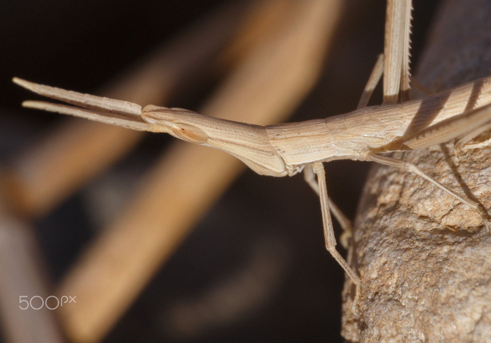 Sigma 70-300mm F4-5.6 APO DG Macro sample photo. Stick insect macro photography