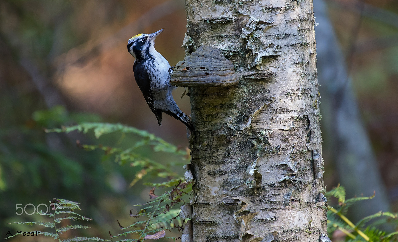 Nikon AF-S Nikkor 200-500mm F5.6E ED VR sample photo. Three toed woodpecker photography