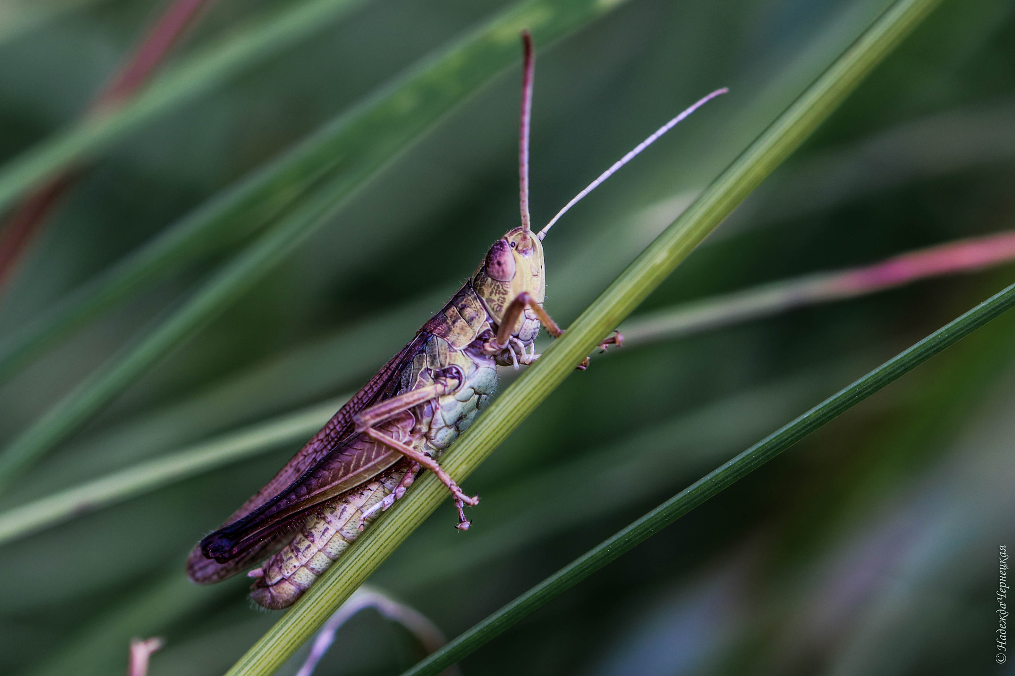 Canon EOS 750D (EOS Rebel T6i / EOS Kiss X8i) + Canon EF 100mm F2.8L Macro IS USM sample photo. В травах луговых photography