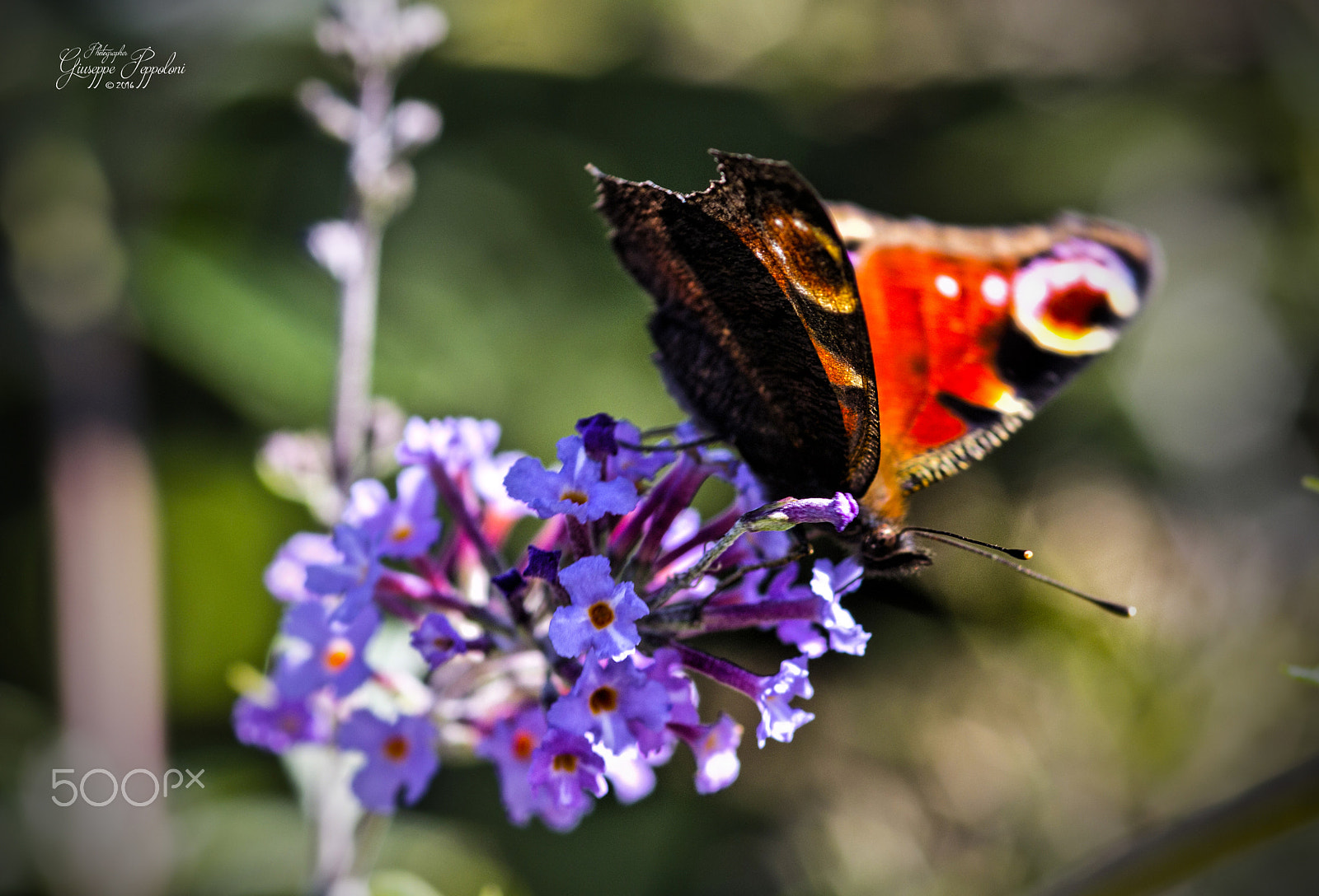 Canon EOS 60D + Sigma 105mm F2.8 EX DG Macro sample photo. Farfalla px photography