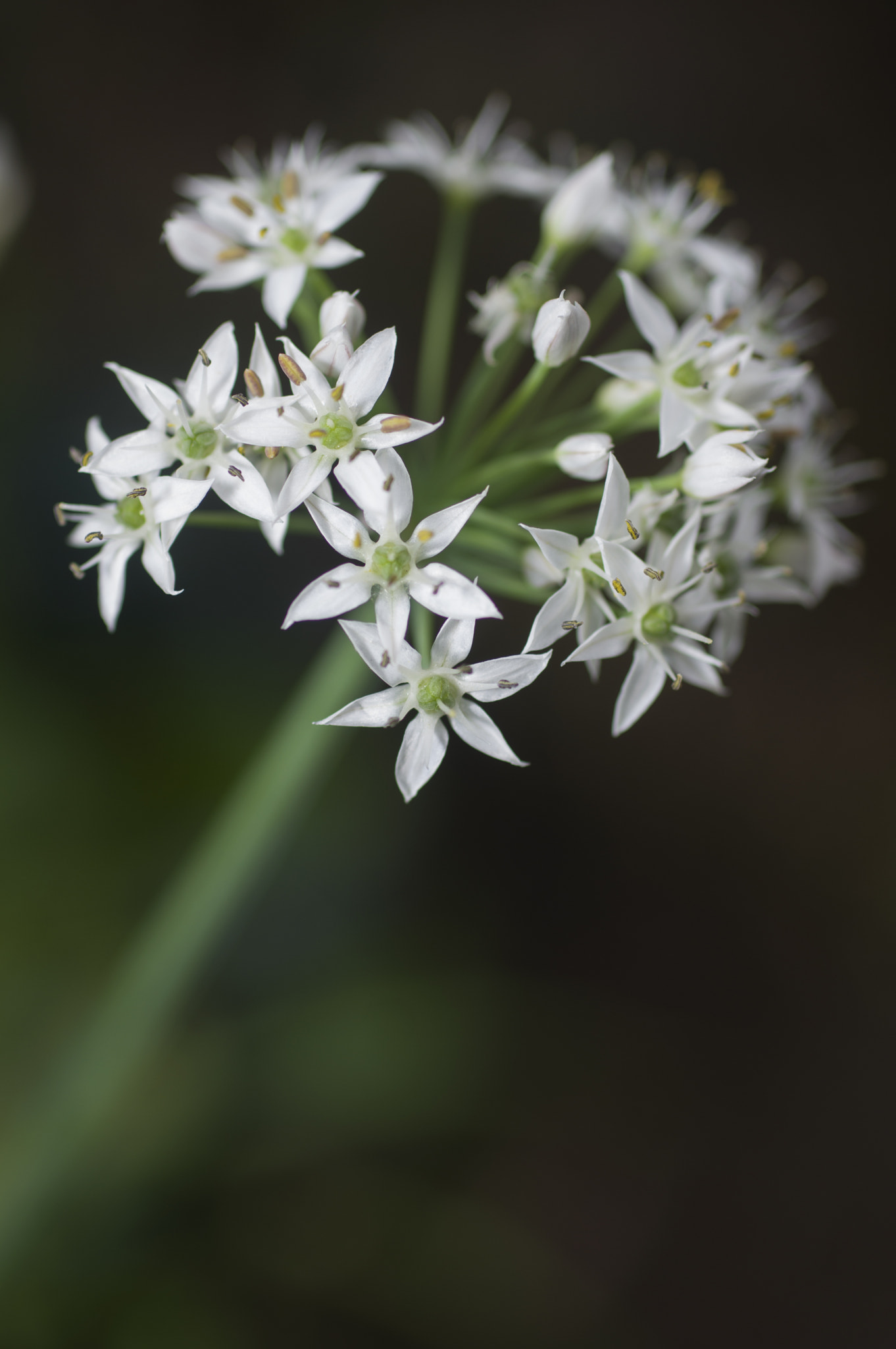 Pentax K-3 sample photo. Back garden beauty photography