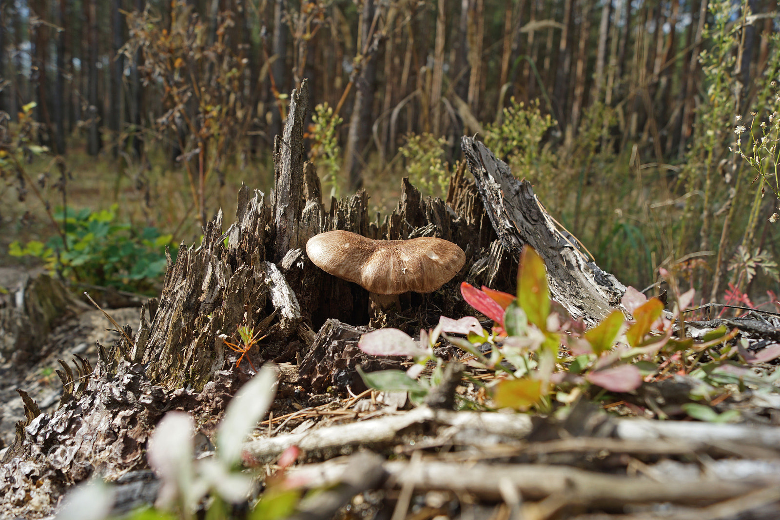 Sony SLT-A77 + Sony DT 18-55mm F3.5-5.6 SAM sample photo. Forest mushroom photography