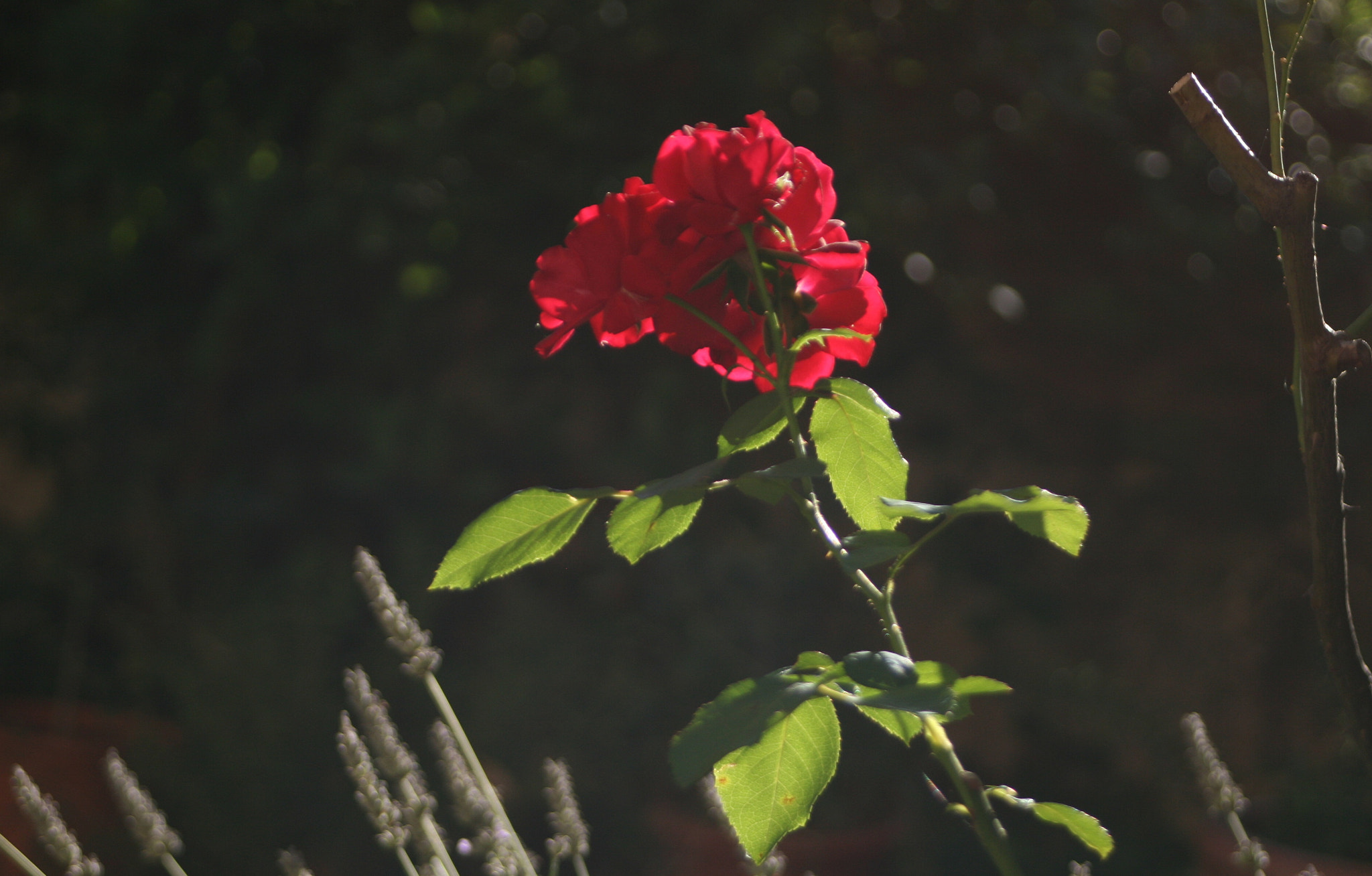 Canon EF 28-80mm f/3.5-5.6 USM IV sample photo. Red rose photography