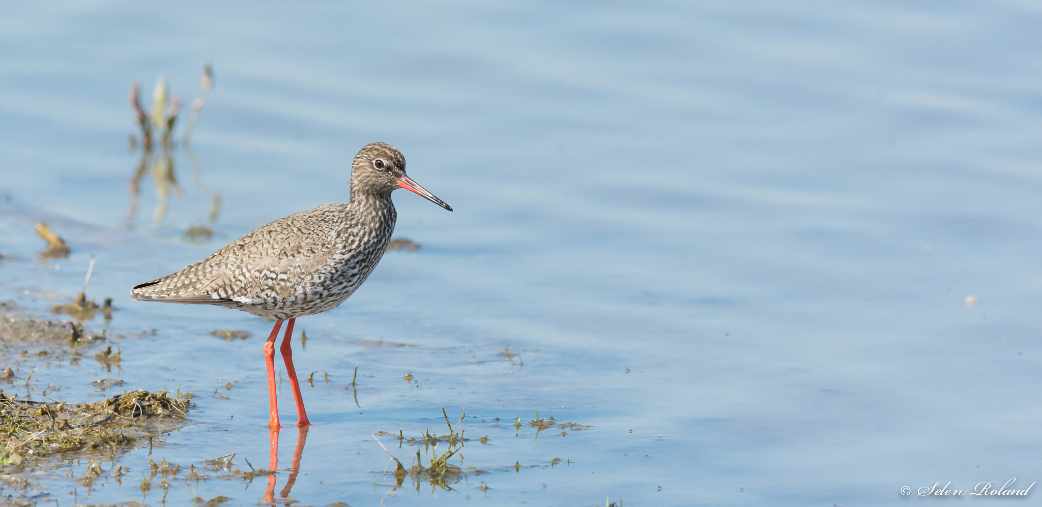 Nikon D7100 + Nikon AF-S Nikkor 500mm F4G ED VR sample photo. Tureluur - redshank photography