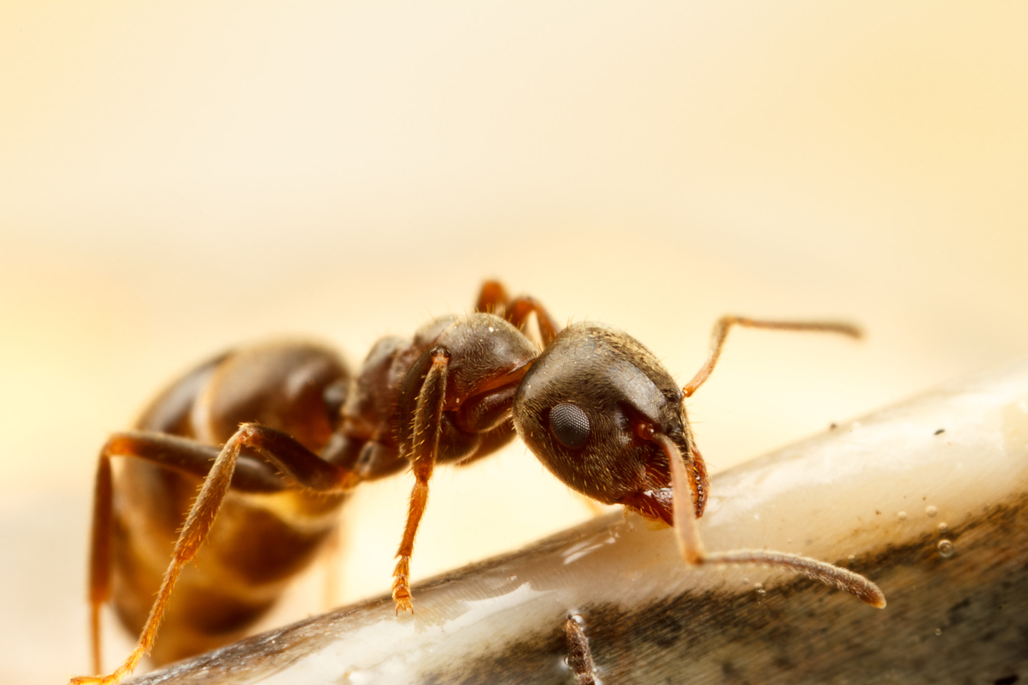 Canon MP-E 65mm F2.5 1-5x Macro Photo sample photo. Ant photography