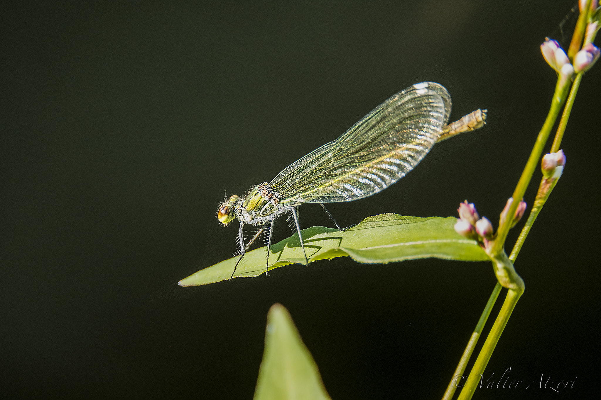 XF100-400mmF4.5-5.6 R LM OIS WR + 1.4x sample photo. Libellula photography