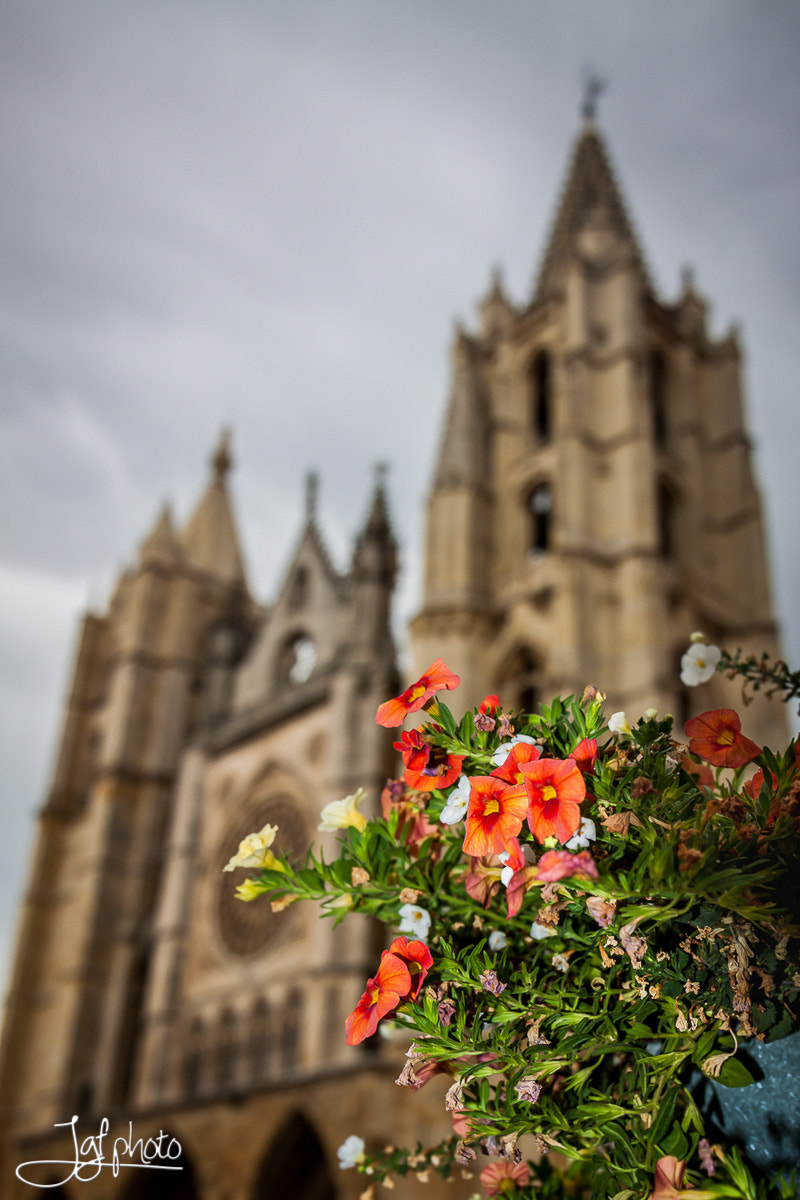Canon EOS 50D + Canon EF 24-70mm F4L IS USM sample photo. León cathedral photography