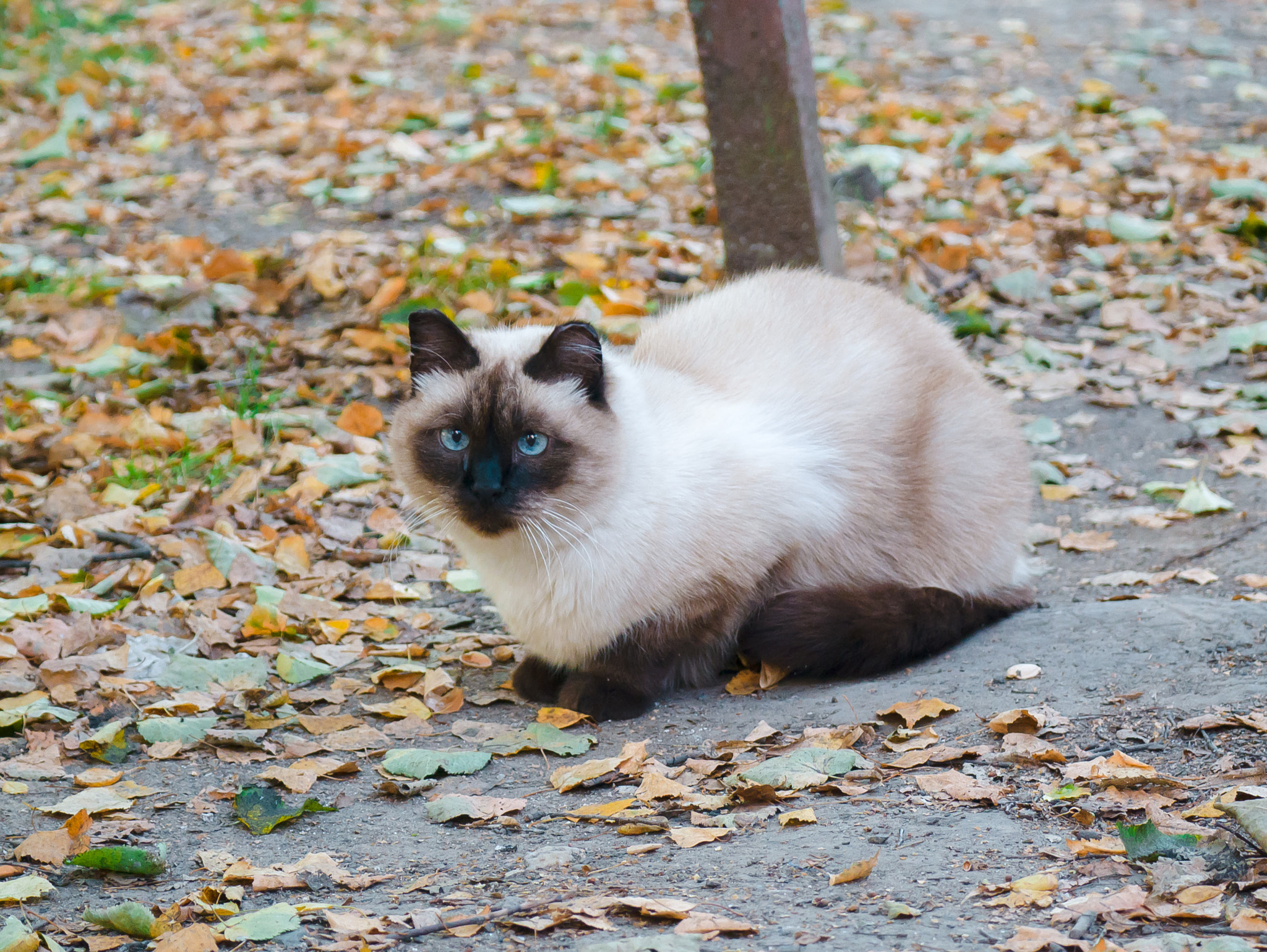 LUMIX G VARIO 45-150/F4.0-5.6 sample photo. Autumn has come photography