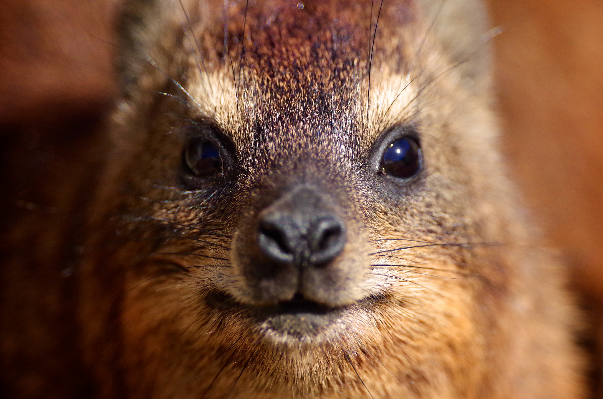 Pentax K-30 + Pentax smc DA* 300mm F4.0 ED (IF) SDM sample photo. Mr and mrs. todd, the rock hyraxes photography