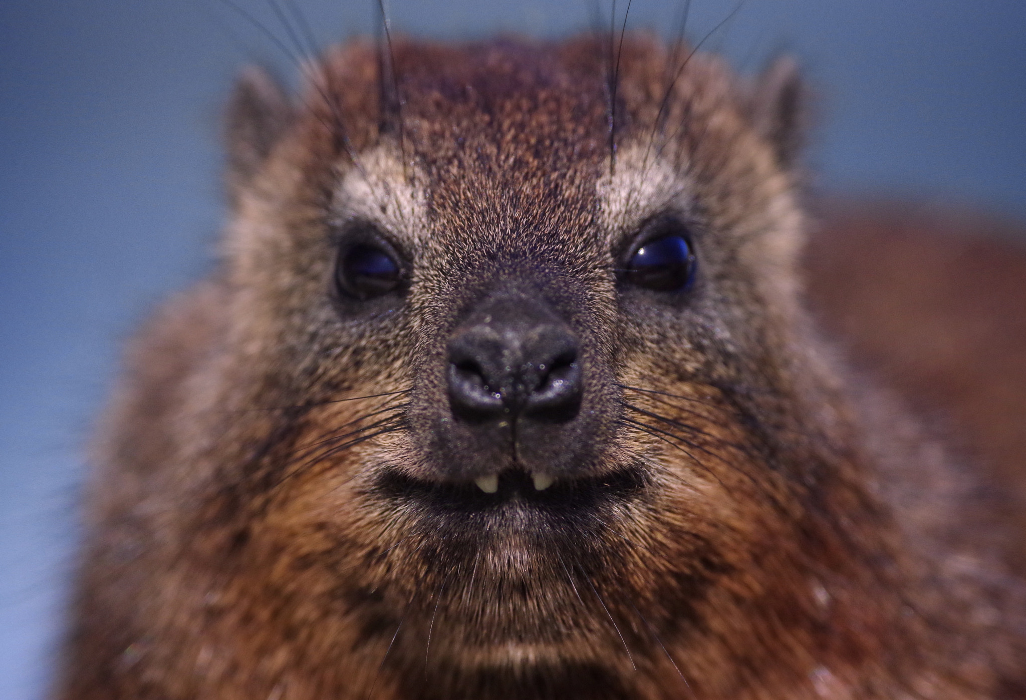 Pentax smc DA* 300mm F4.0 ED (IF) SDM sample photo. Mr and mrs. todd, the rock hyraxes photography