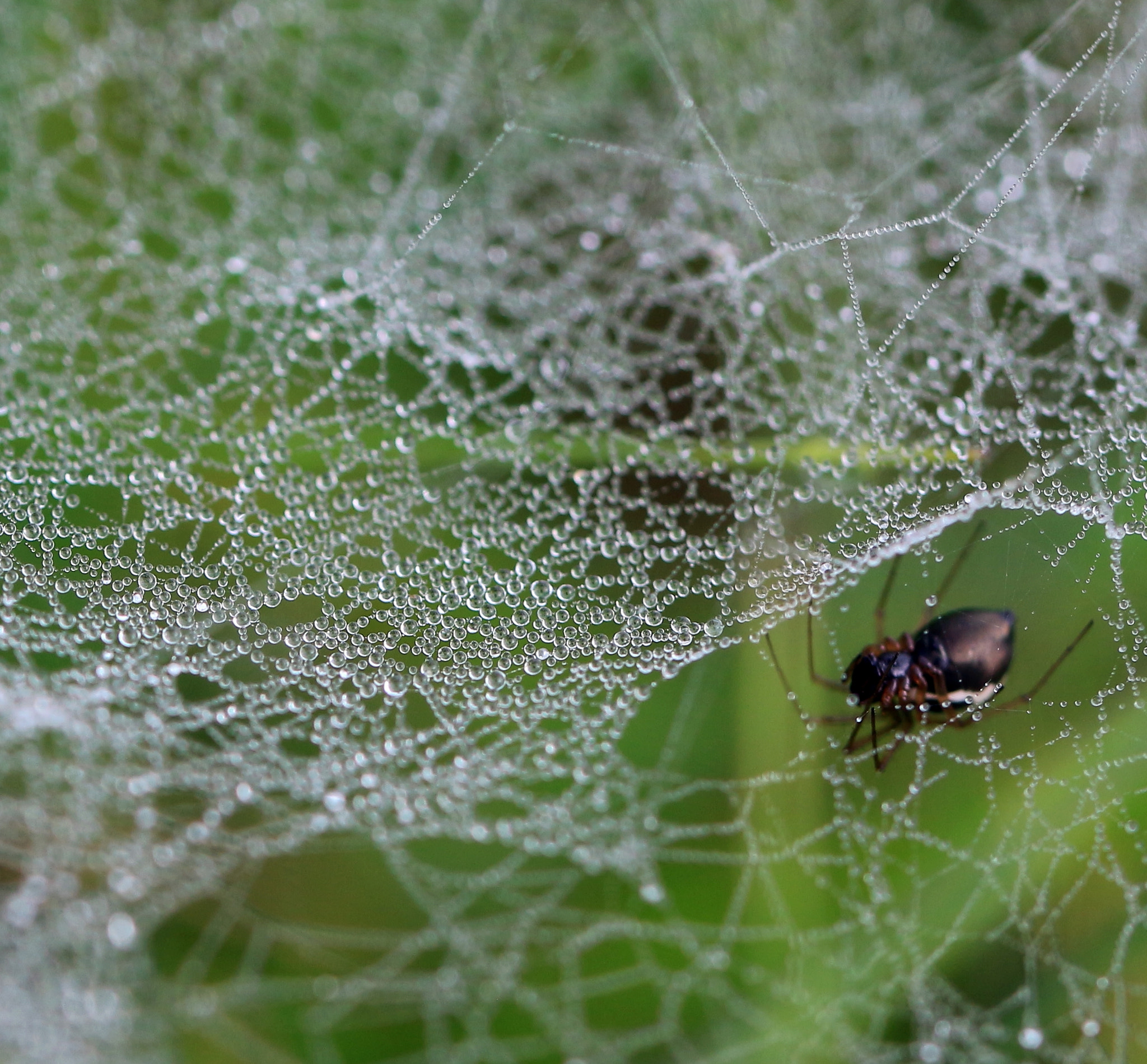 Canon EOS 700D (EOS Rebel T5i / EOS Kiss X7i) + Canon EF 100mm F2.8L Macro IS USM sample photo. Drops photography