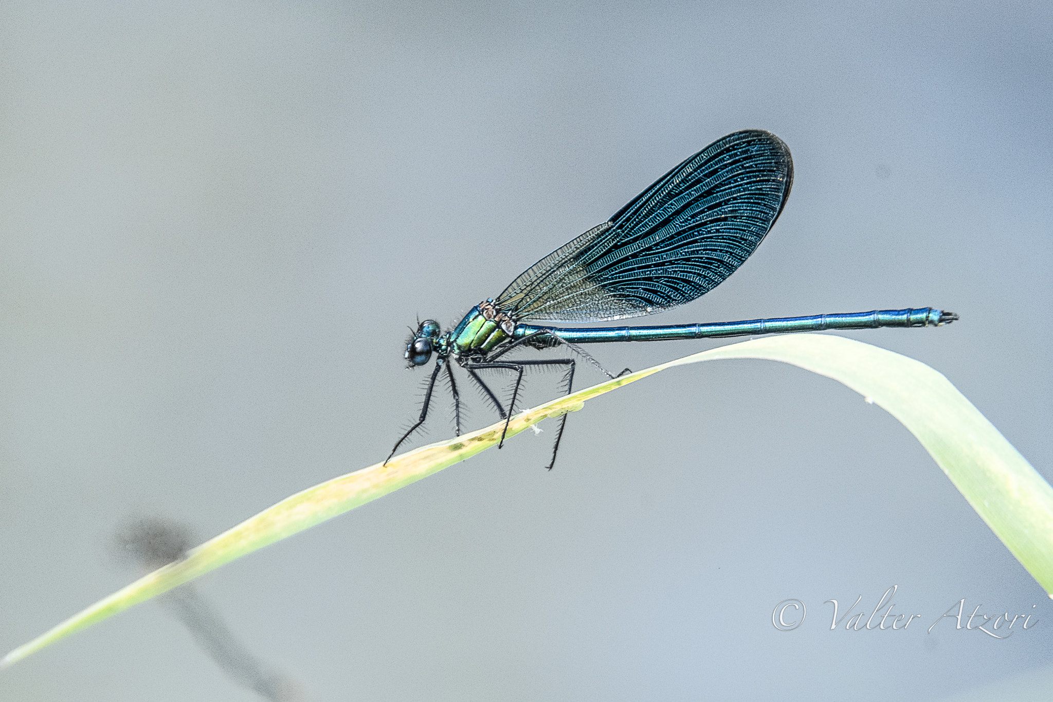 Fujifilm X-Pro2 sample photo. Libellula blu photography