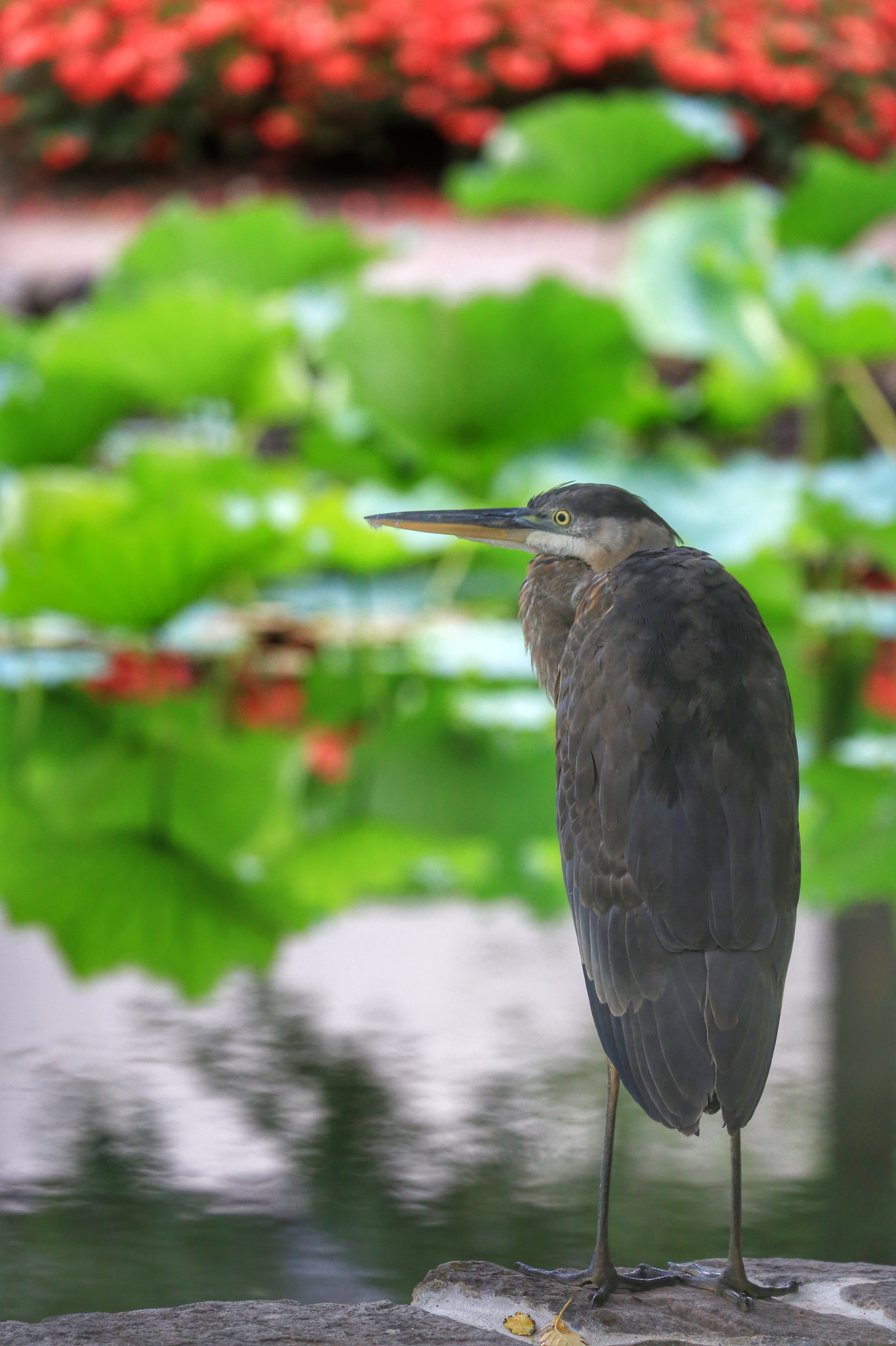 Canon EF 70-300mm F4-5.6L IS USM sample photo