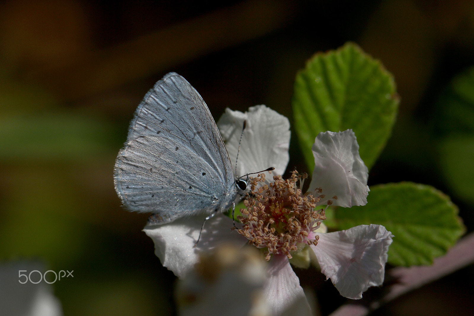 Canon EOS 60D + Canon EF 100mm F2.8L Macro IS USM sample photo. Fransız everesi / cupido alcetas photography