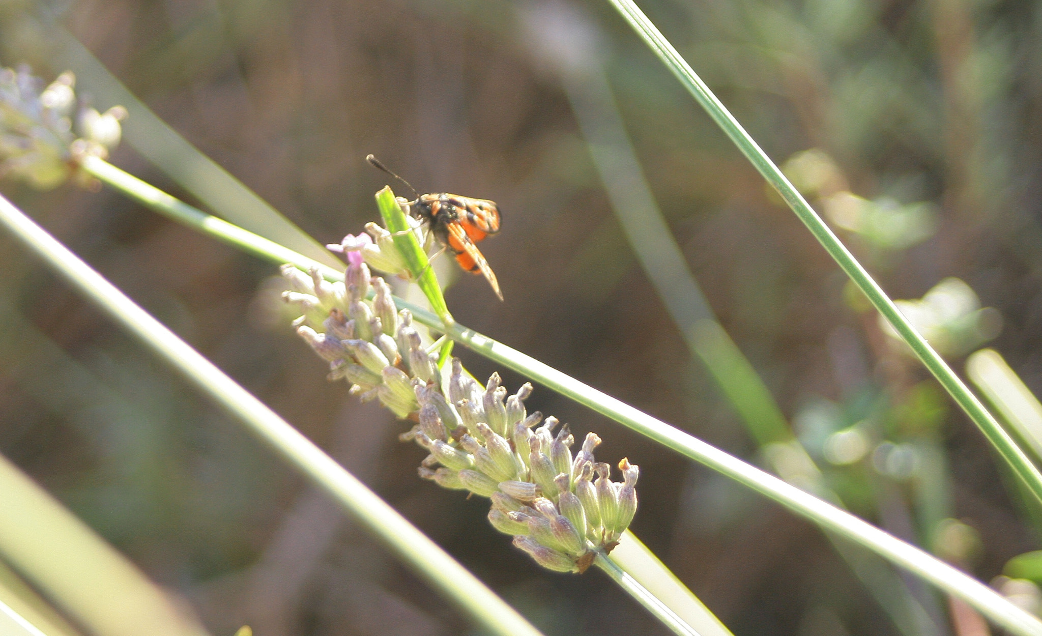 Canon EF 28-80mm f/3.5-5.6 USM IV sample photo. Insect and flower photography