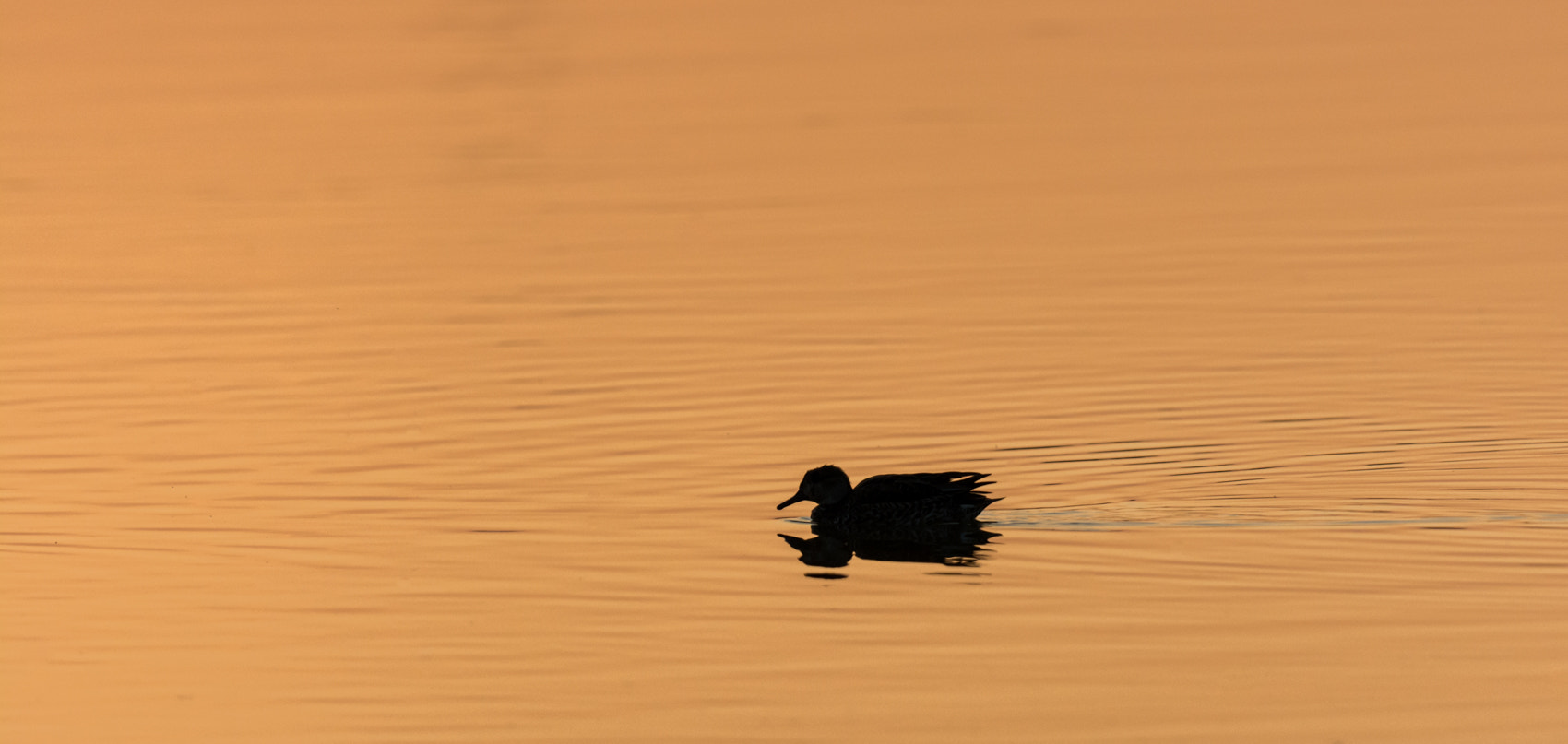 Nikon D7100 + Nikon AF-S Nikkor 500mm F4G ED VR sample photo. Wilde eend bij zonsondergang photography