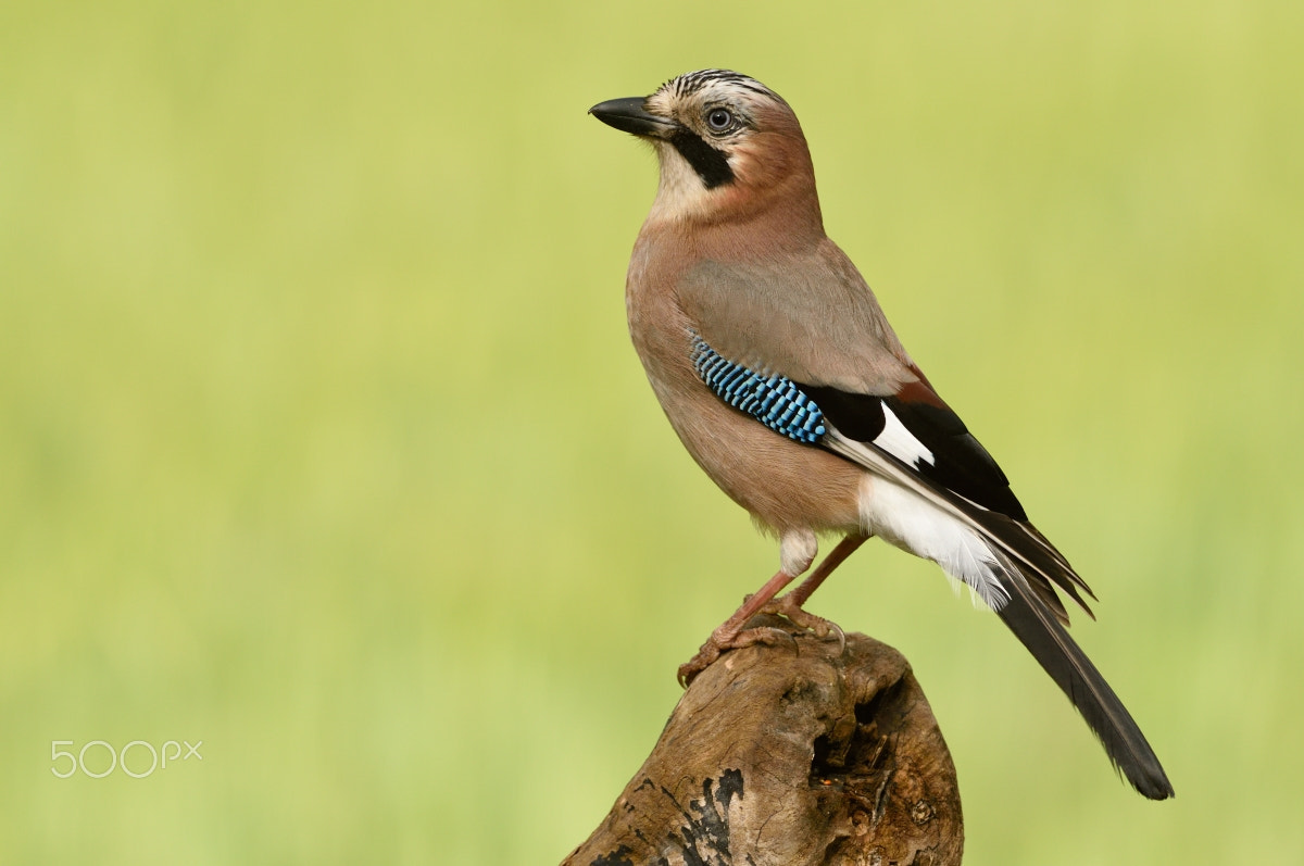 Nikon D810 + Nikon AF-S Nikkor 200-400mm F4G ED-IF VR sample photo. Garrulus glandarius photography