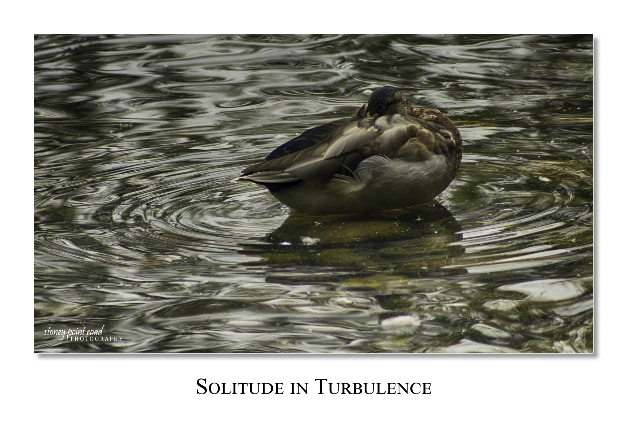 Canon EF 75-300mm f/4-5.6 USM sample photo. Solitude photography