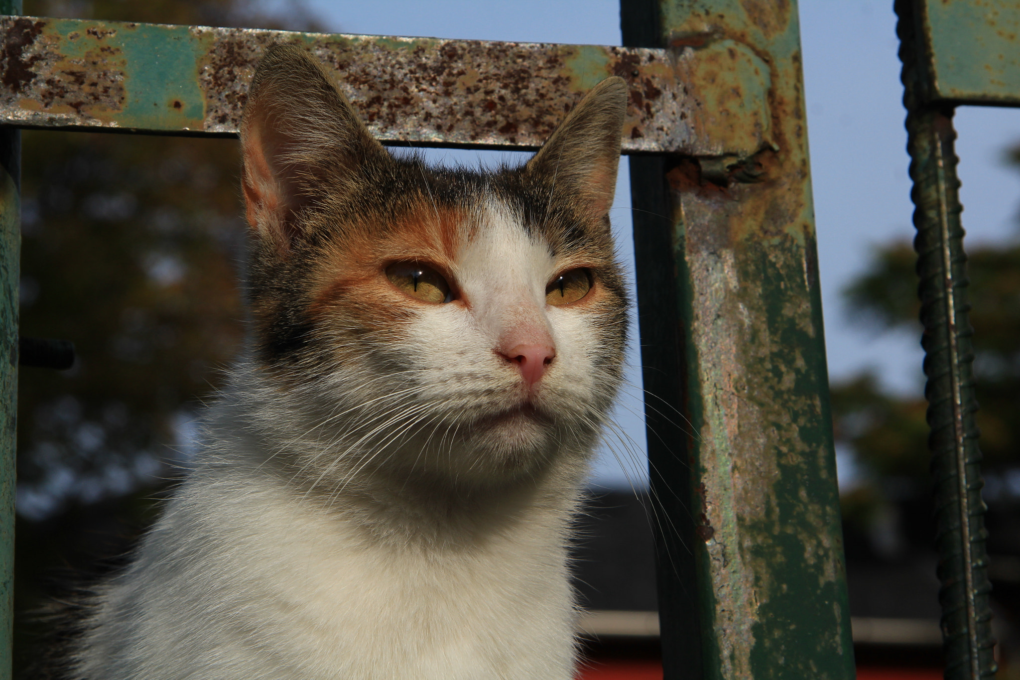 Canon EF-S 17-85mm F4-5.6 IS USM sample photo. Cat2 photography