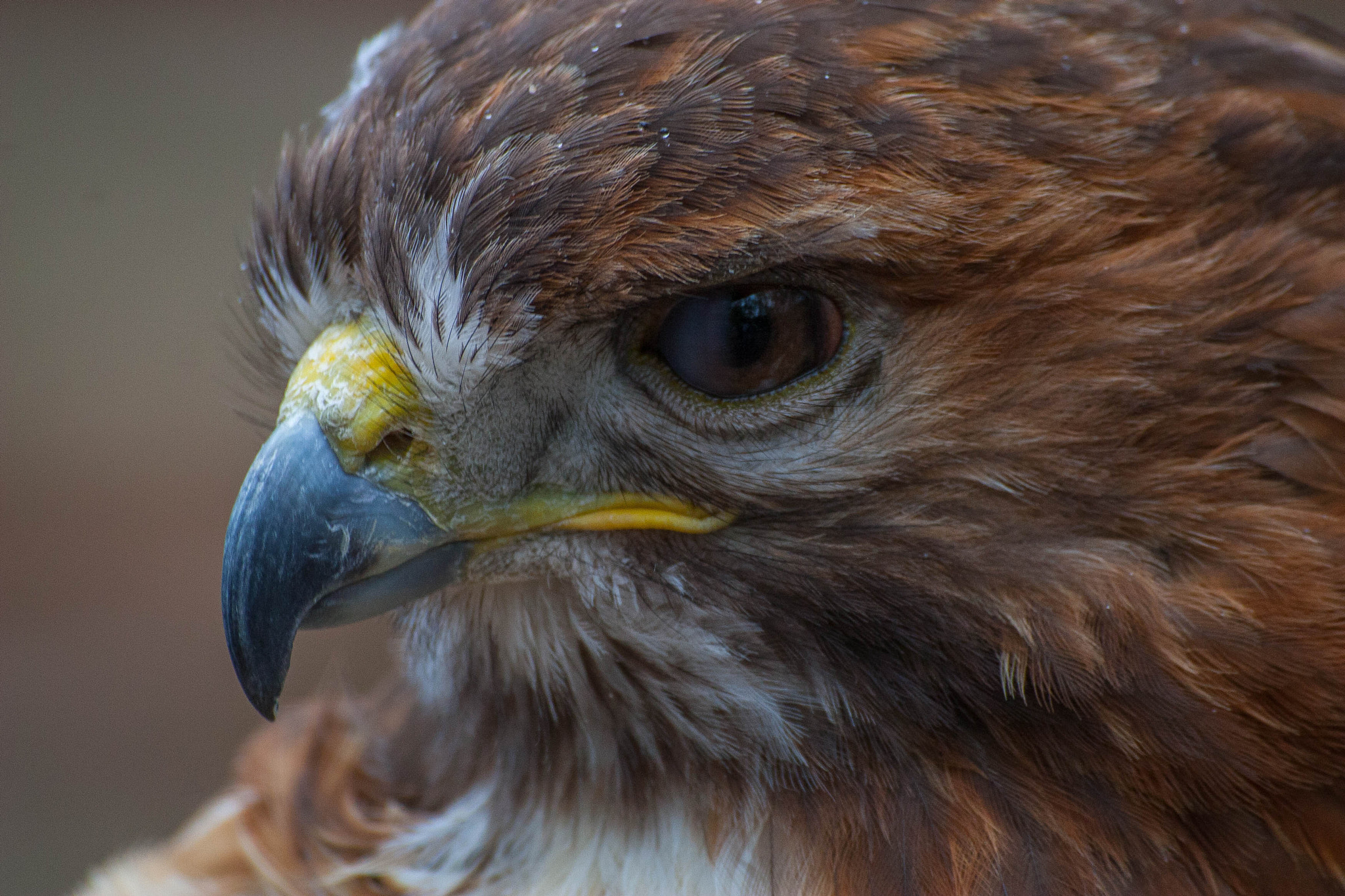 Sigma 70-300mm F4-5.6 APO DG Macro sample photo. Bird shots photography