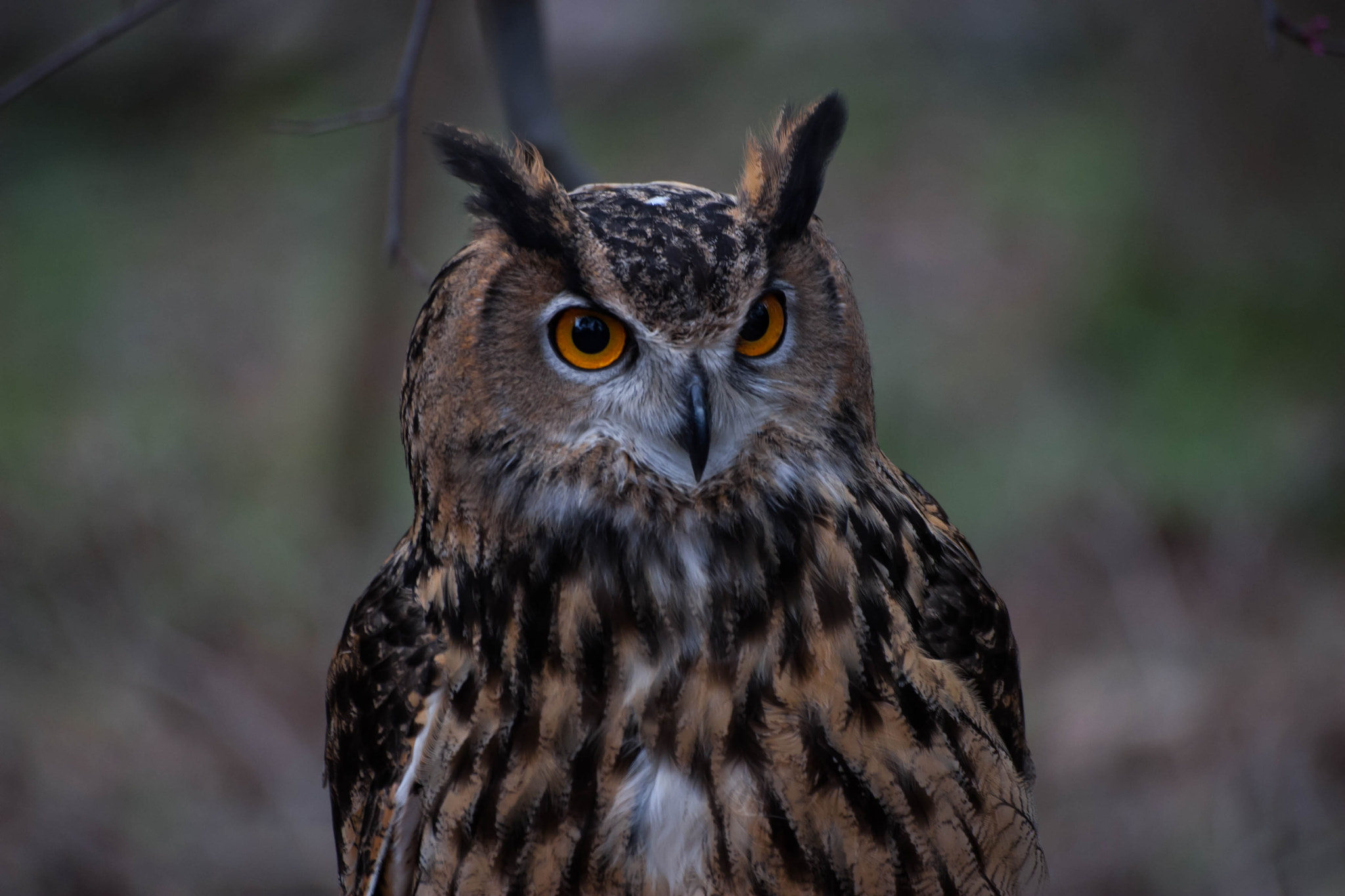 Sigma 70-300mm F4-5.6 APO DG Macro sample photo. Bird shots photography