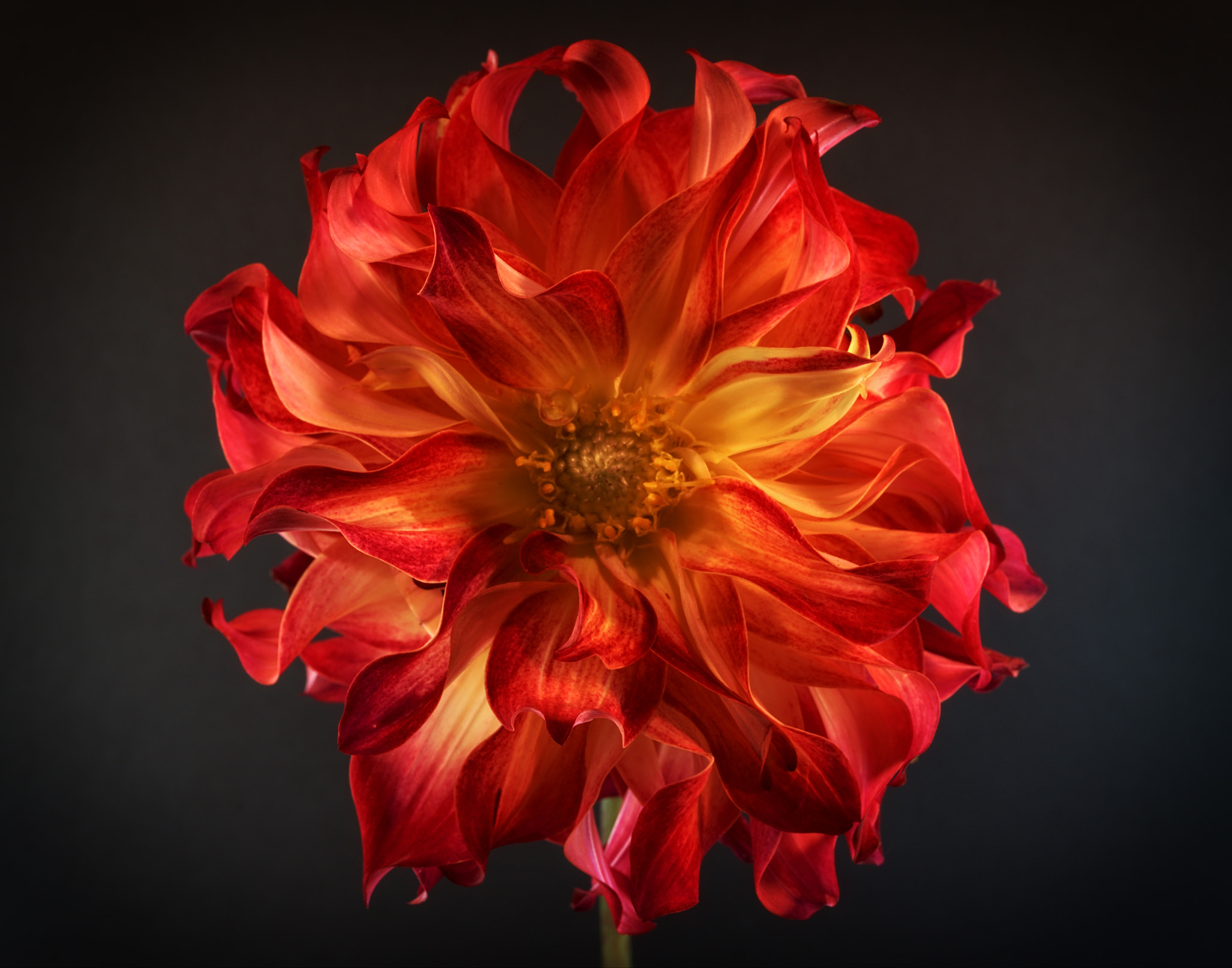 Sony a7 sample photo. Autumn  dahlia photography
