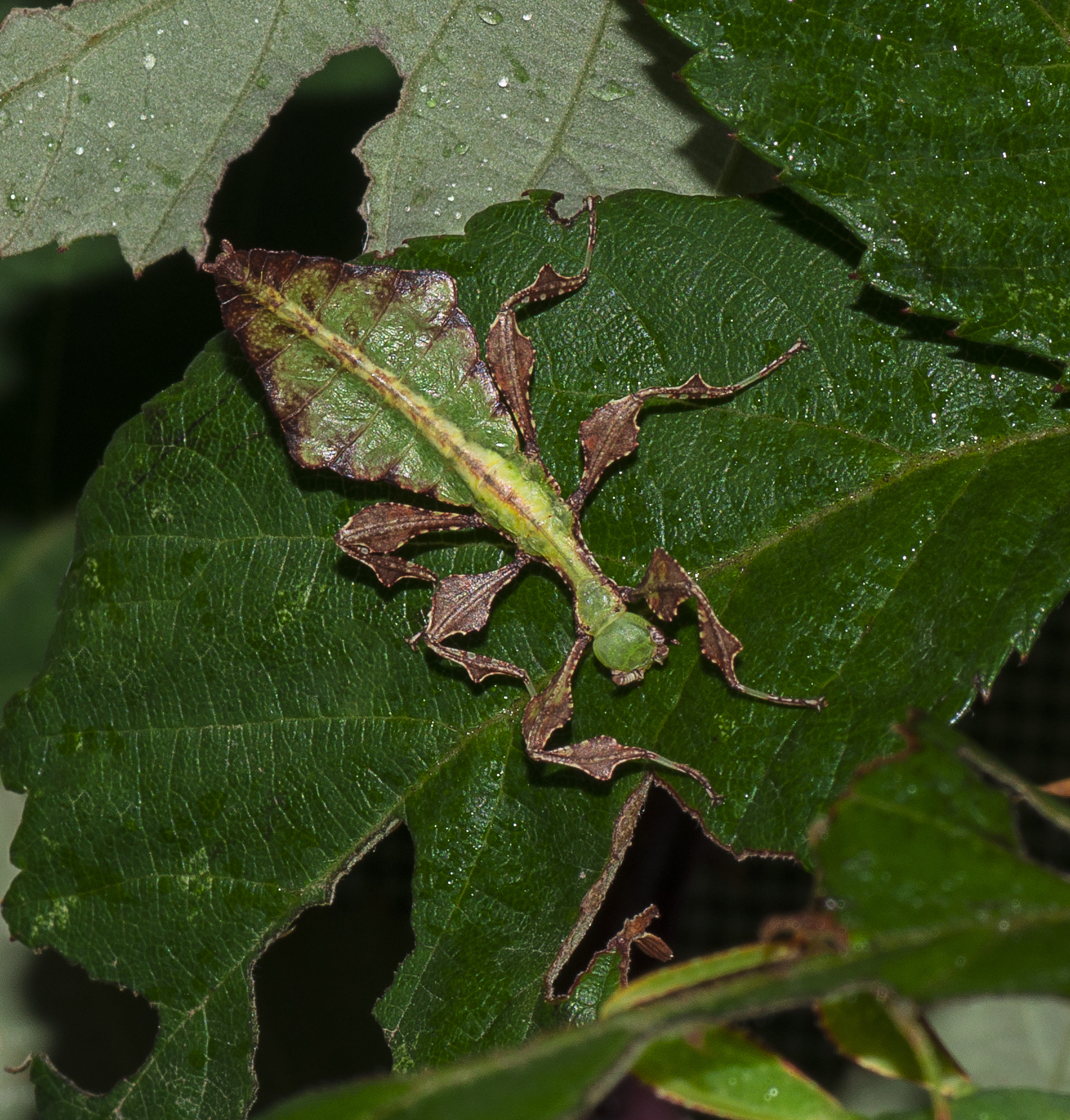 Nikon D5000 sample photo. Insecte fulla giganteum l1 verd photography