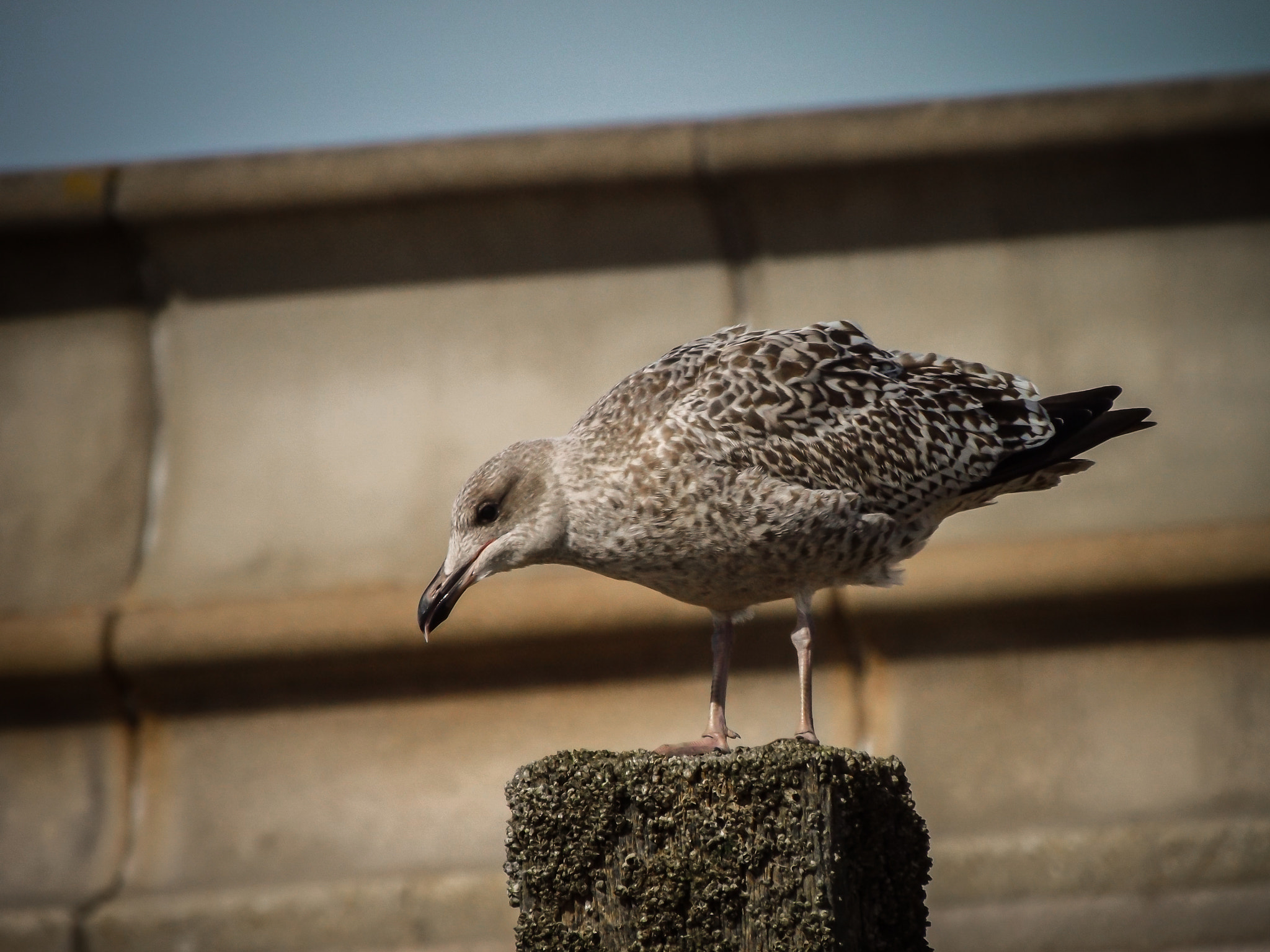 Fujifilm FinePix SL240 sample photo. Sitting on a pole photography