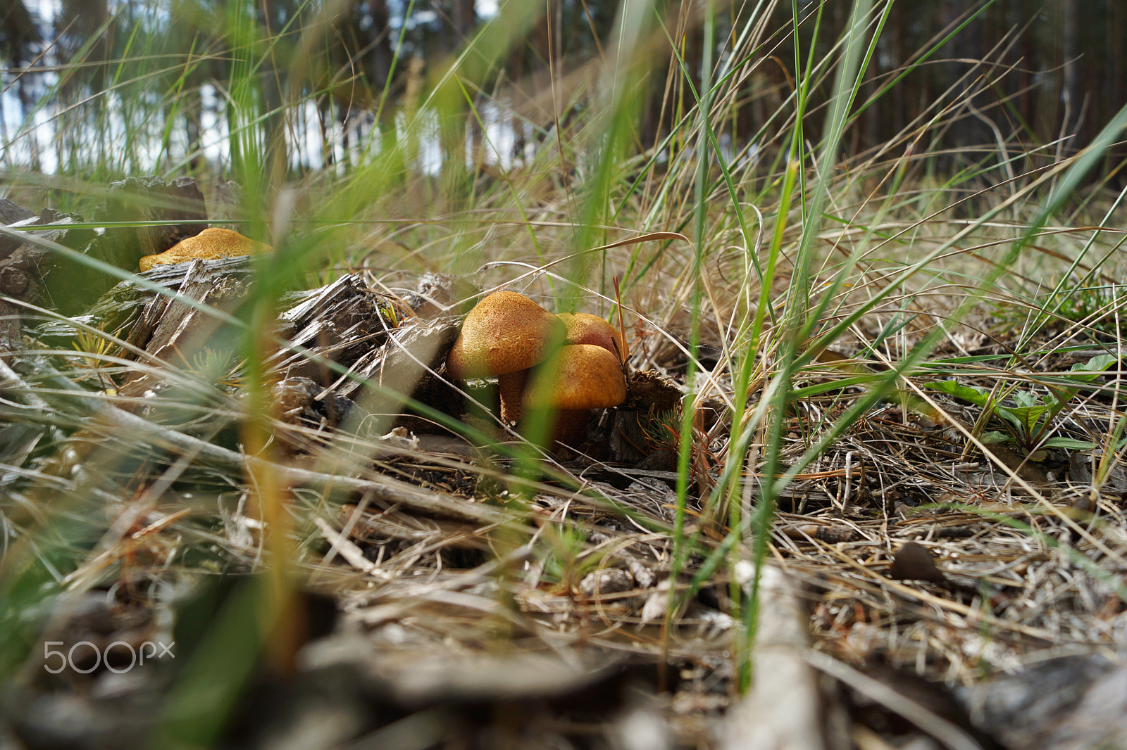 Sony SLT-A77 + Sony DT 18-55mm F3.5-5.6 SAM sample photo. Forest mushrooms photography