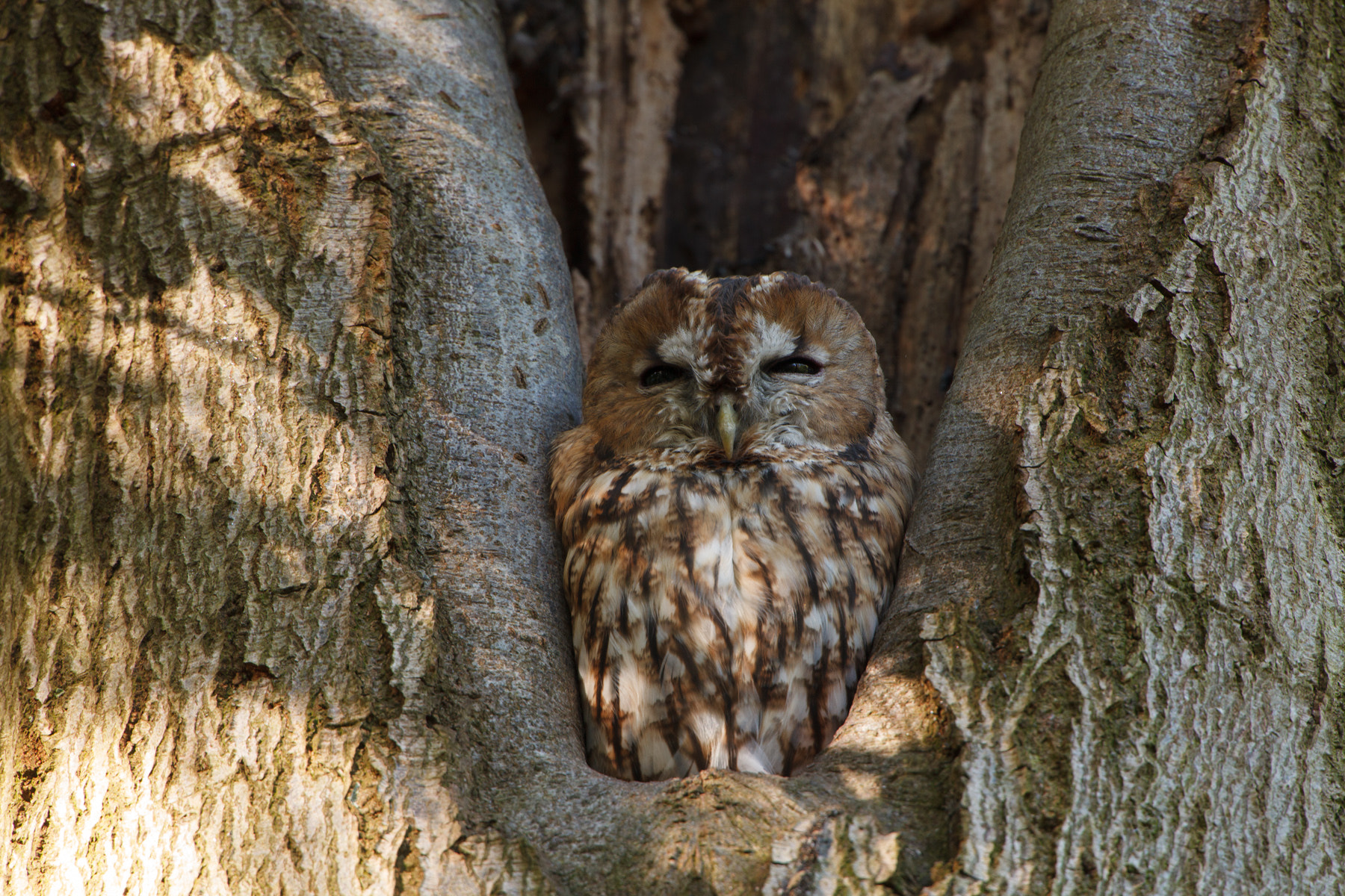 Canon EF 500mm F4L IS USM sample photo. Bosuil photography