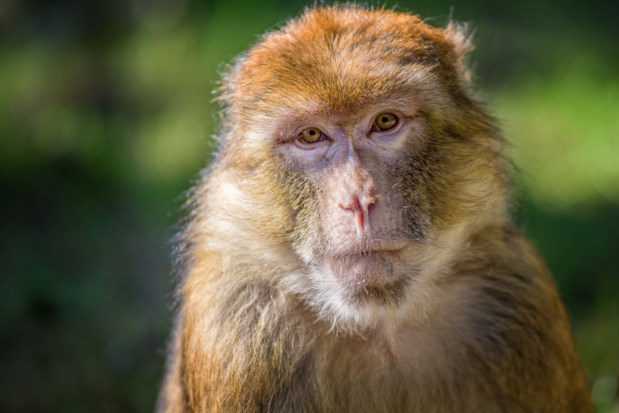 Pentax K-1 sample photo. Look in my eyes photography
