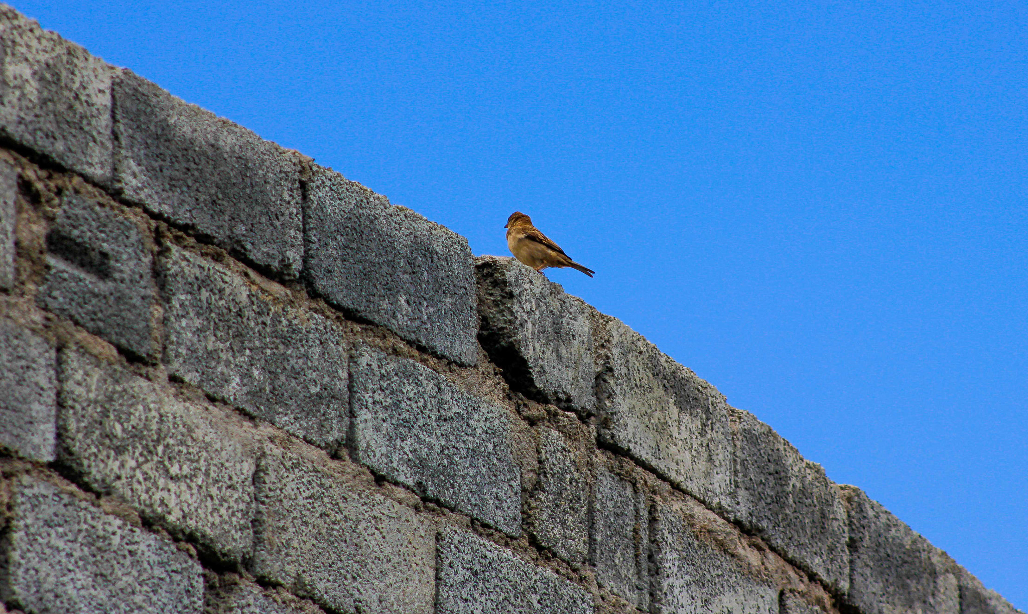 Canon EF 75-300mm f/4-5.6 USM sample photo. Birdie photography